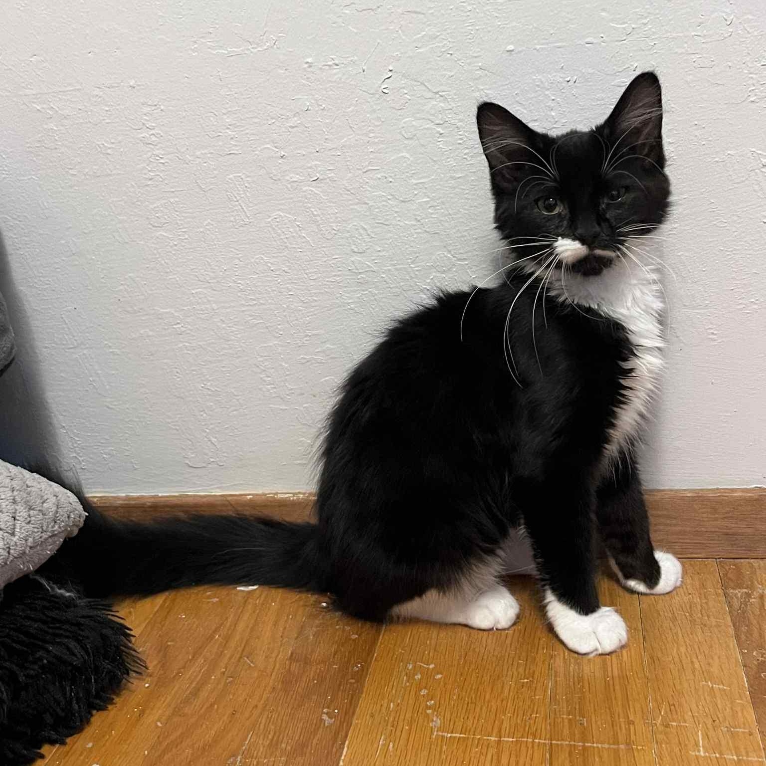 Halen, Adoptable, Kitten Female Tuxedo & Domestic Medium Hair.