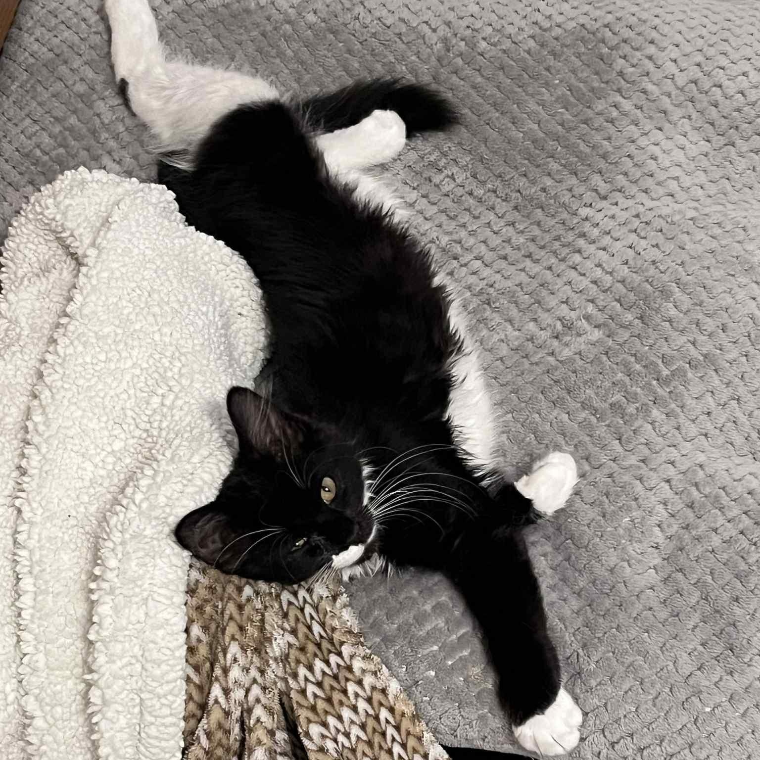 Halen, a Adoptable mixed breed in Antioch, CA image 3/4