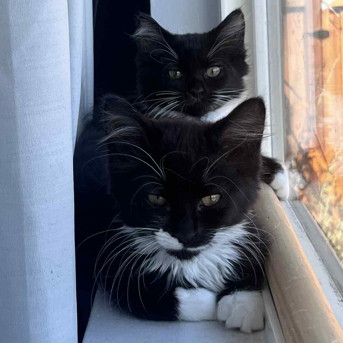 Halen, a Adoptable mixed breed in Antioch, CA image 4/4