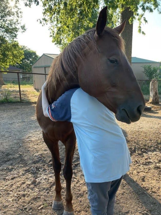 Cherry, Adoptable, Adult Female Quarterhorse & Appaloosa.