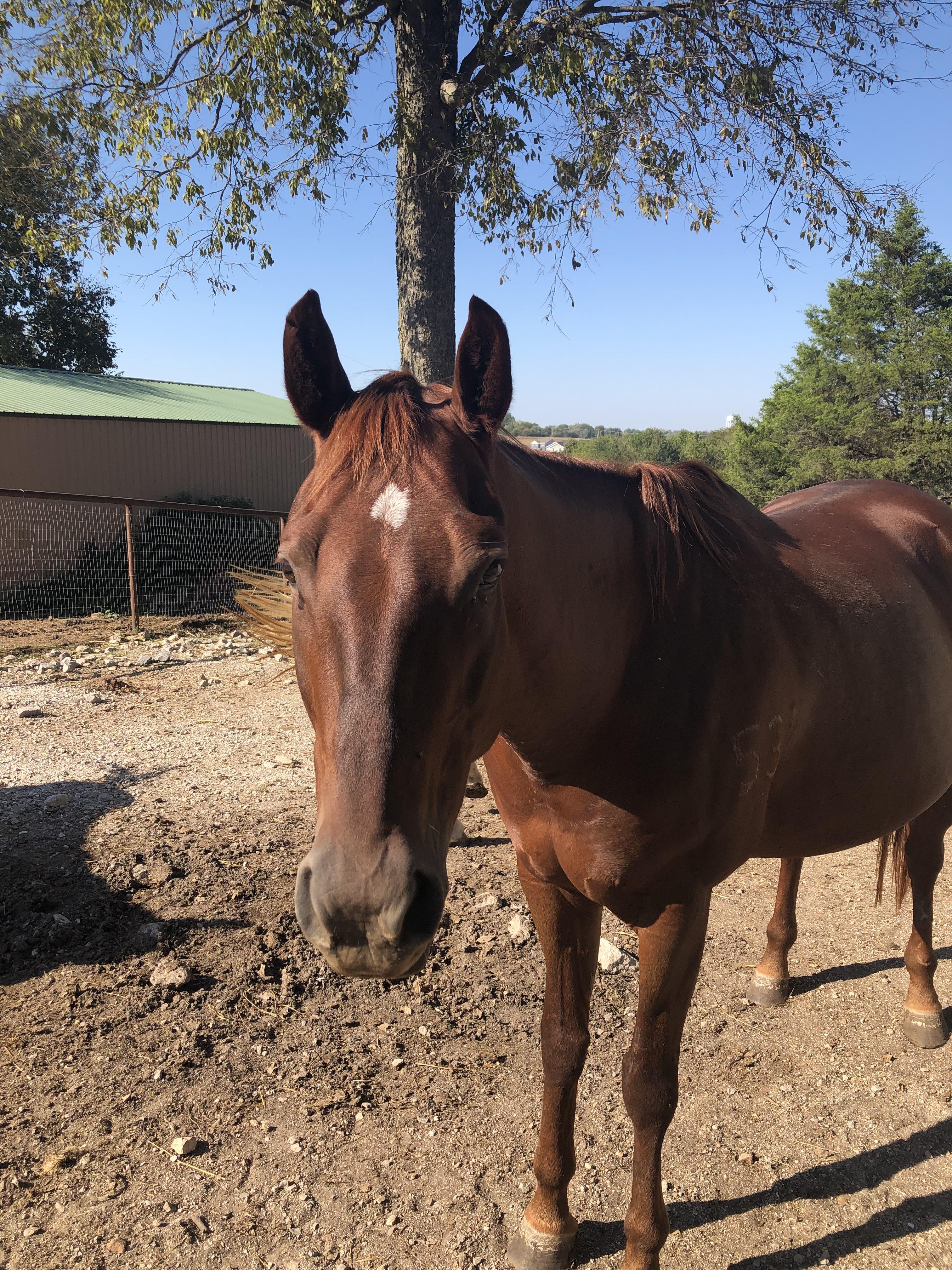 Cherry, Adoptable, Adult Female Quarterhorse & Appaloosa.