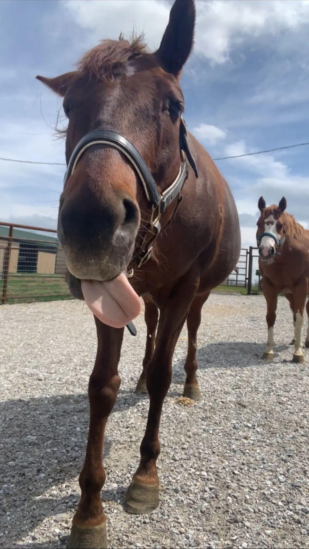 Enlarge Cherry, a Adoptable mixed breed in Willard, MO image 5/6