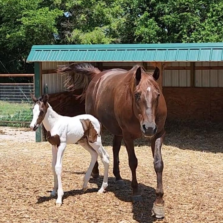 Enlarge Cherry, a Adoptable mixed breed in Willard, MO image 6/6