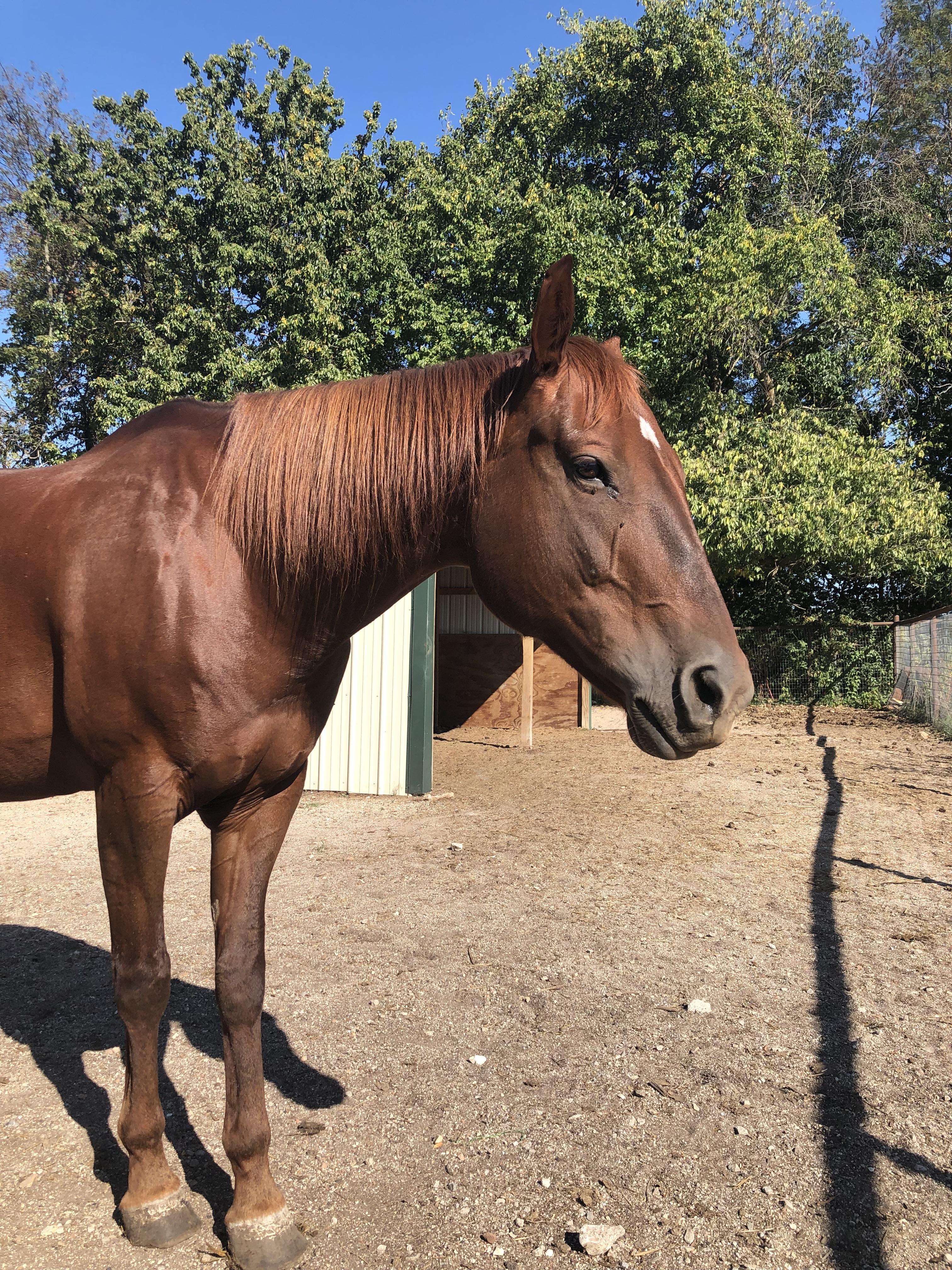 Enlarge Cherry, a Adoptable mixed breed in Willard, MO image 2/6