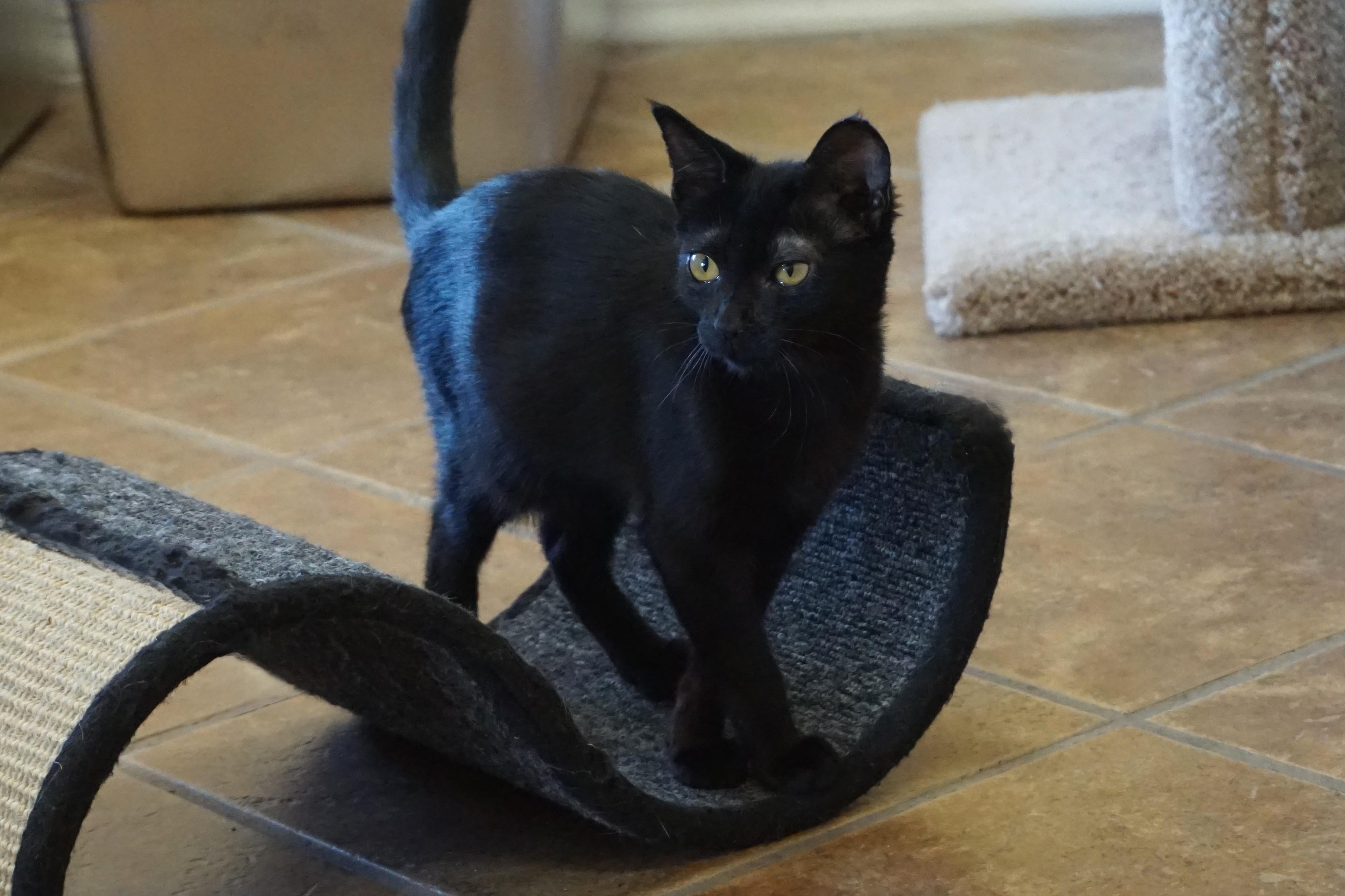 Enlarge Quakes, an adopted Domestic Short Hair in Fountain Hills, AZ image 5/5