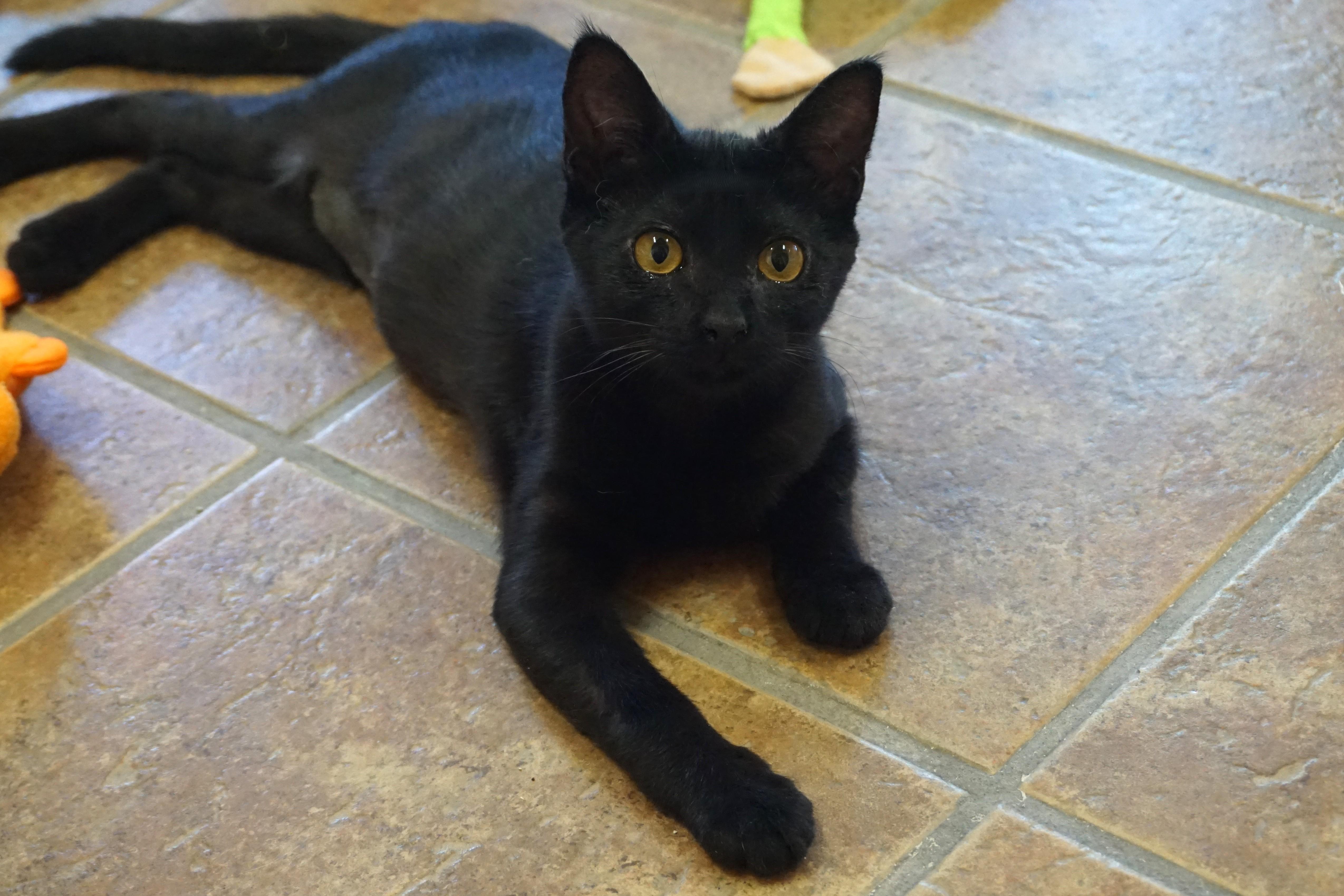 Enlarge Quakes, an adopted Domestic Short Hair in Fountain Hills, AZ image 3/5