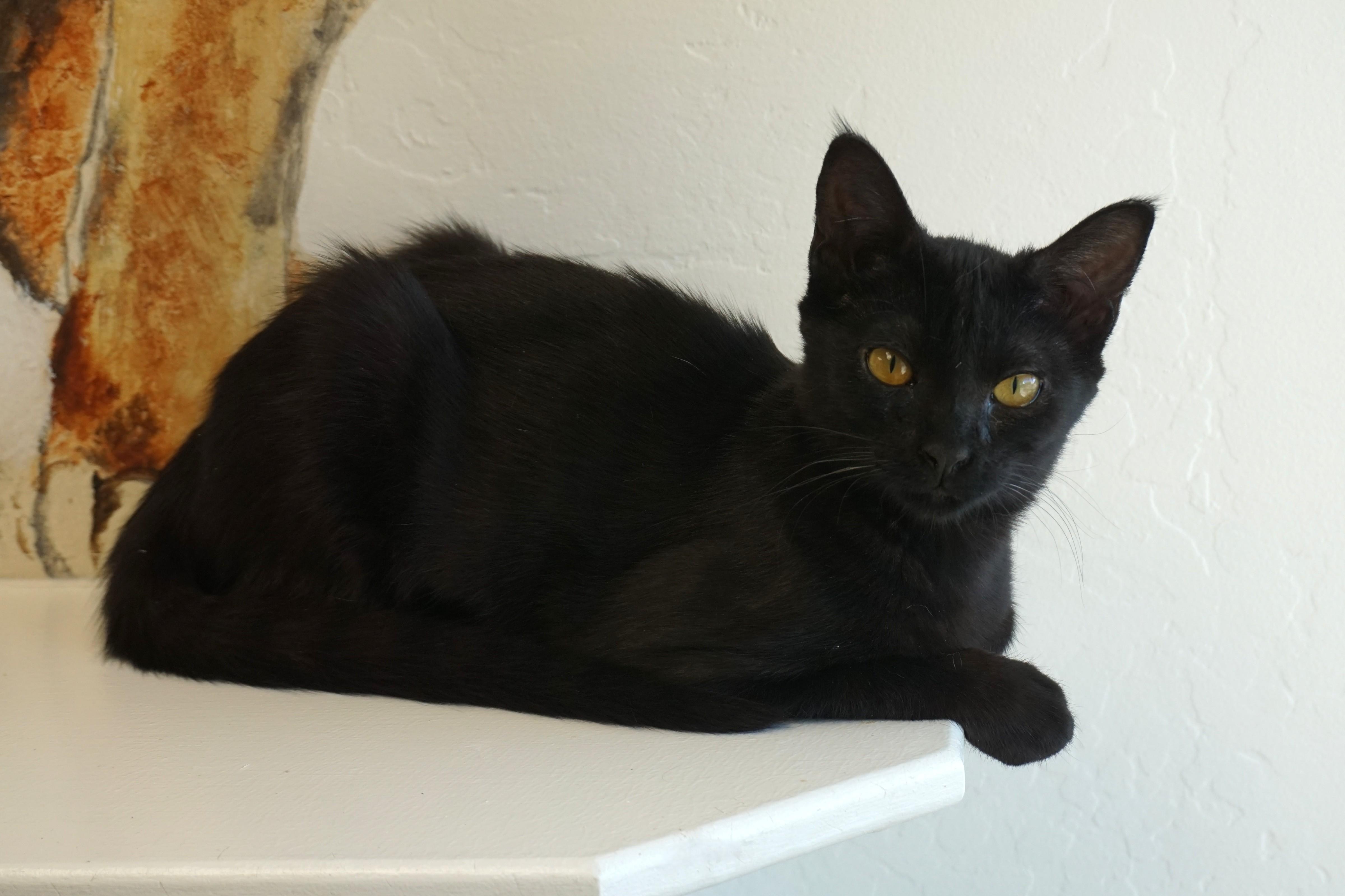 Enlarge Quakes, an adopted Domestic Short Hair in Fountain Hills, AZ image 2/5