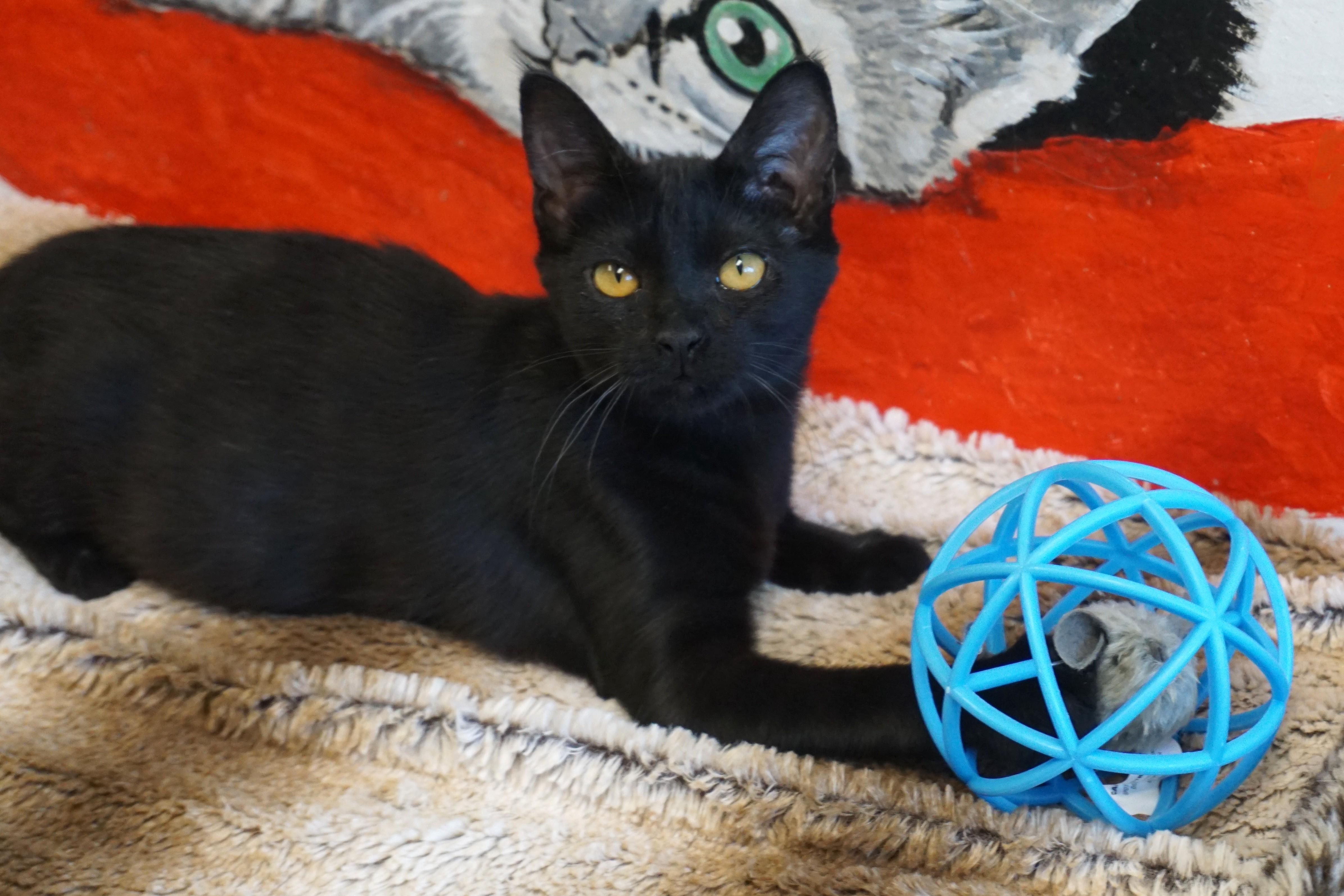 Enlarge Quakes, an adopted Domestic Short Hair in Fountain Hills, AZ image 1/5