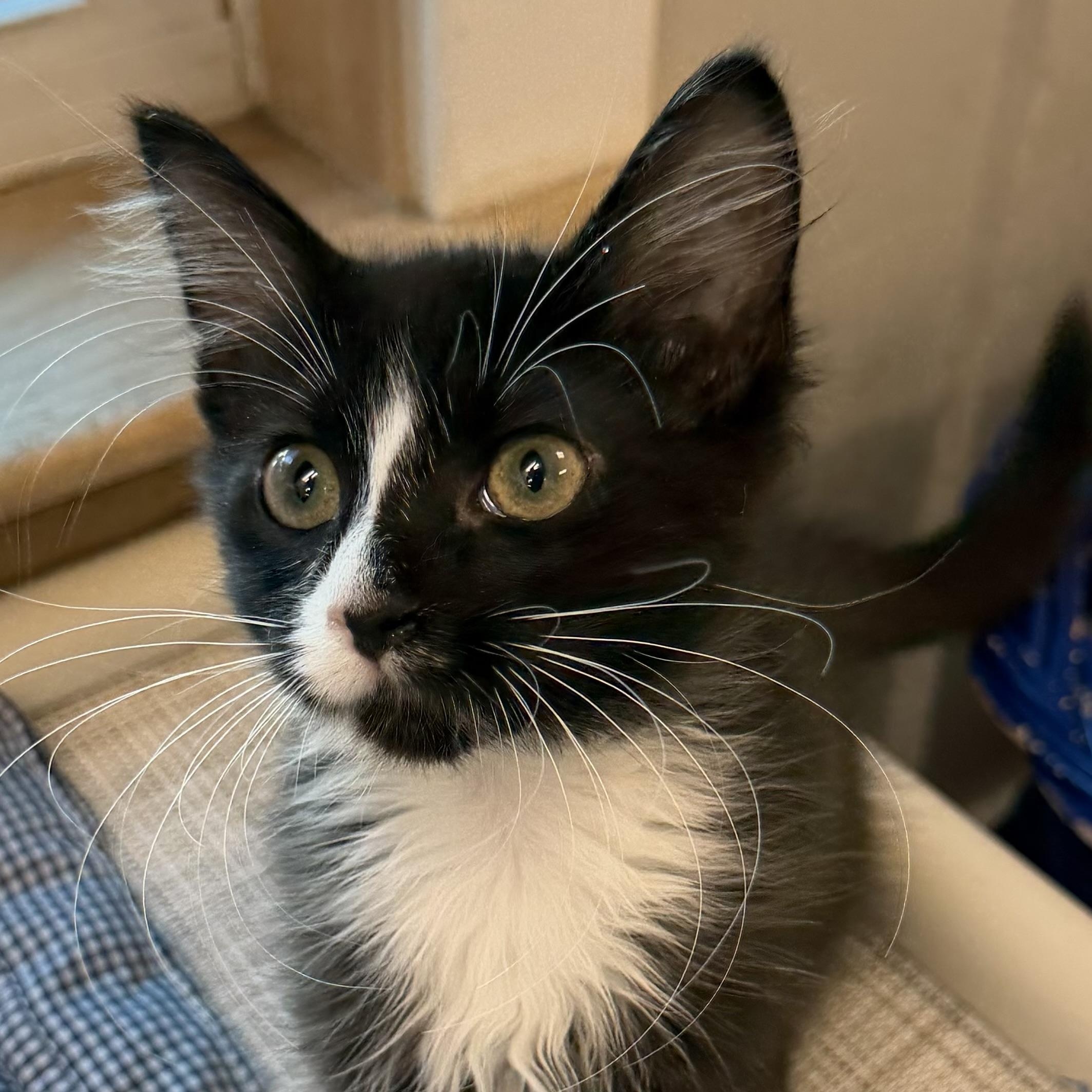 Enlarge Gizmo, a ADOPTABLE Domestic Long Hair in Fernandina Beach, FL image 2/3