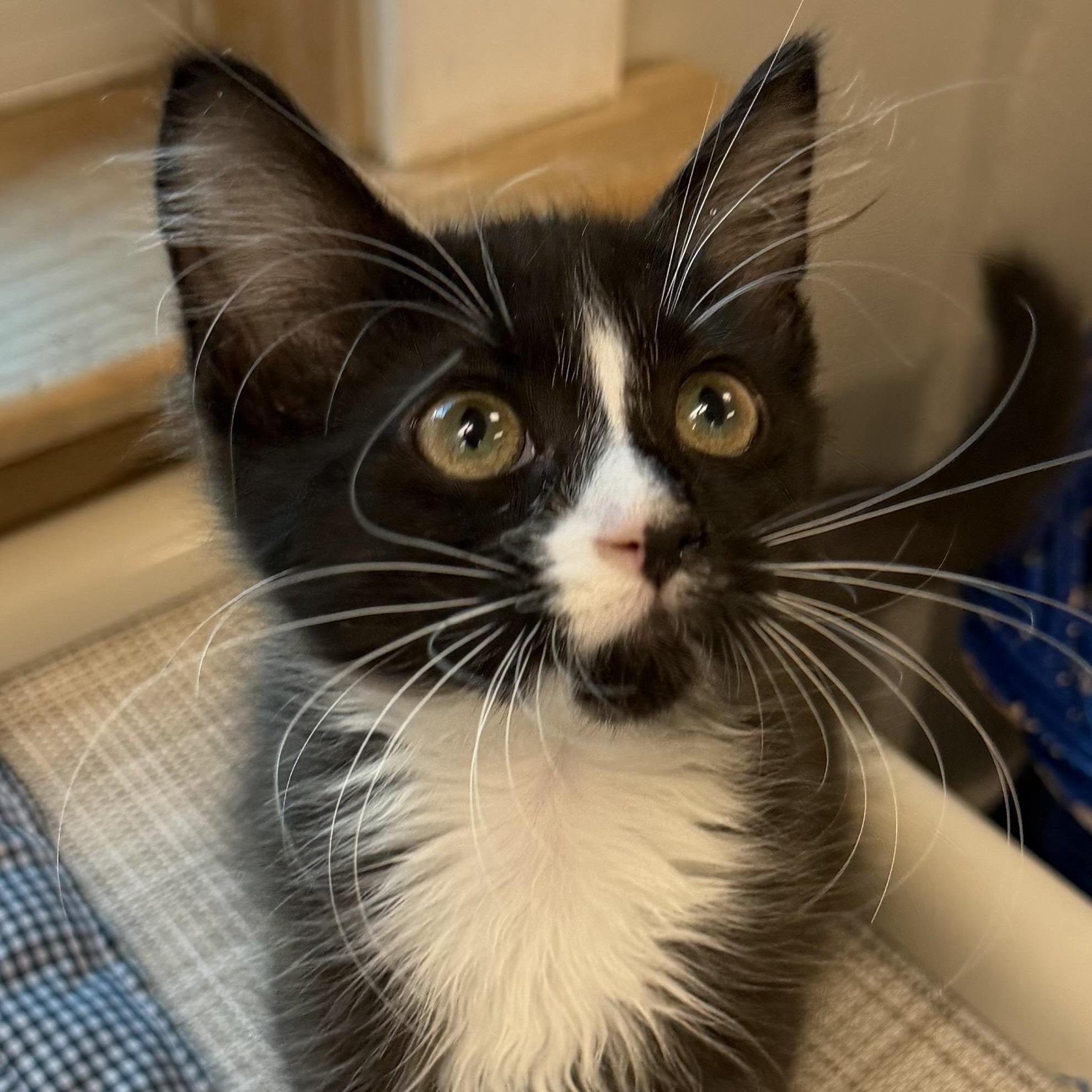 Enlarge Gizmo, a ADOPTABLE Domestic Long Hair in Fernandina Beach, FL image 3/3