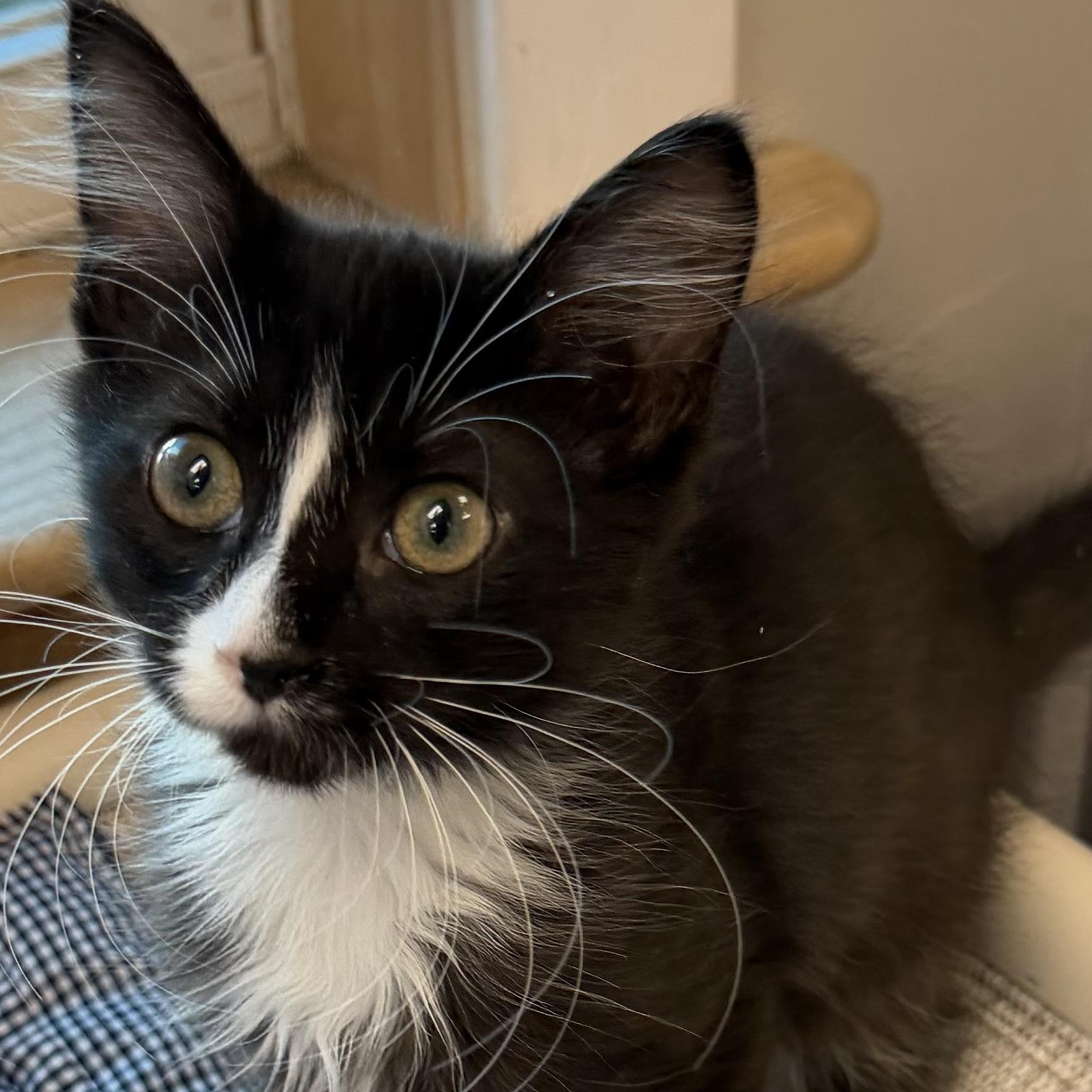 Gizmo, ADOPTABLE, Kitten Female Domestic Long Hair.