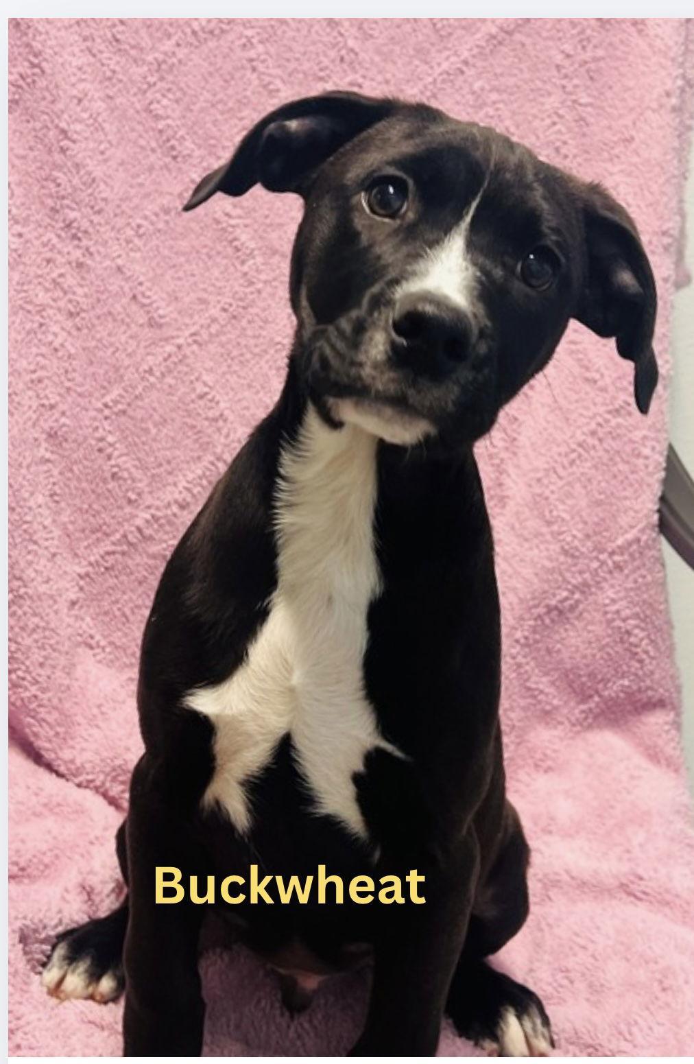 Buckwheat, Adoptable, Puppy Male Catahoula Leopard Dog & Boxer.