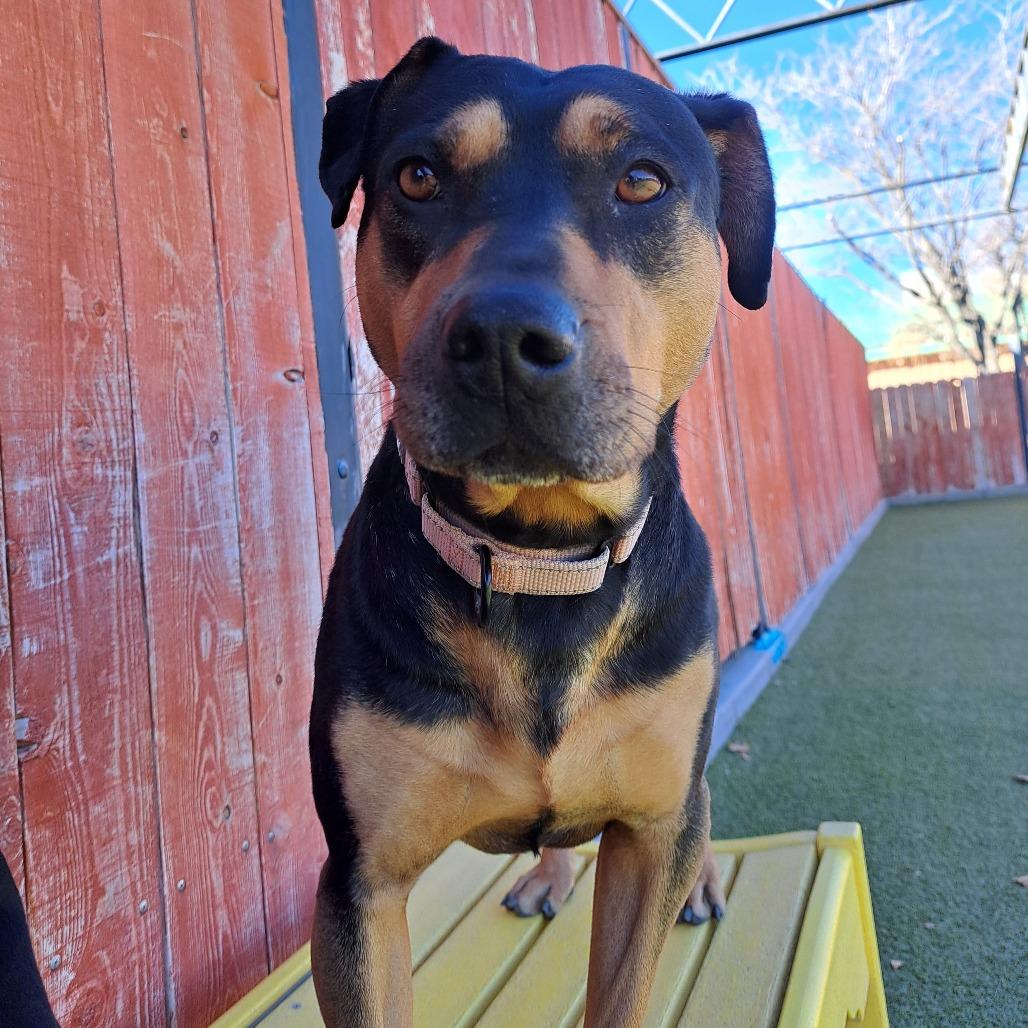 Enlarge Tanya, a Adoptable mixed breed in Albuquerque, NM image 1/6