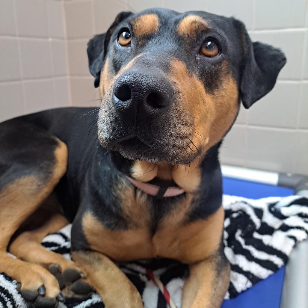 Enlarge Tanya, a Adoptable mixed breed in Albuquerque, NM image 2/6