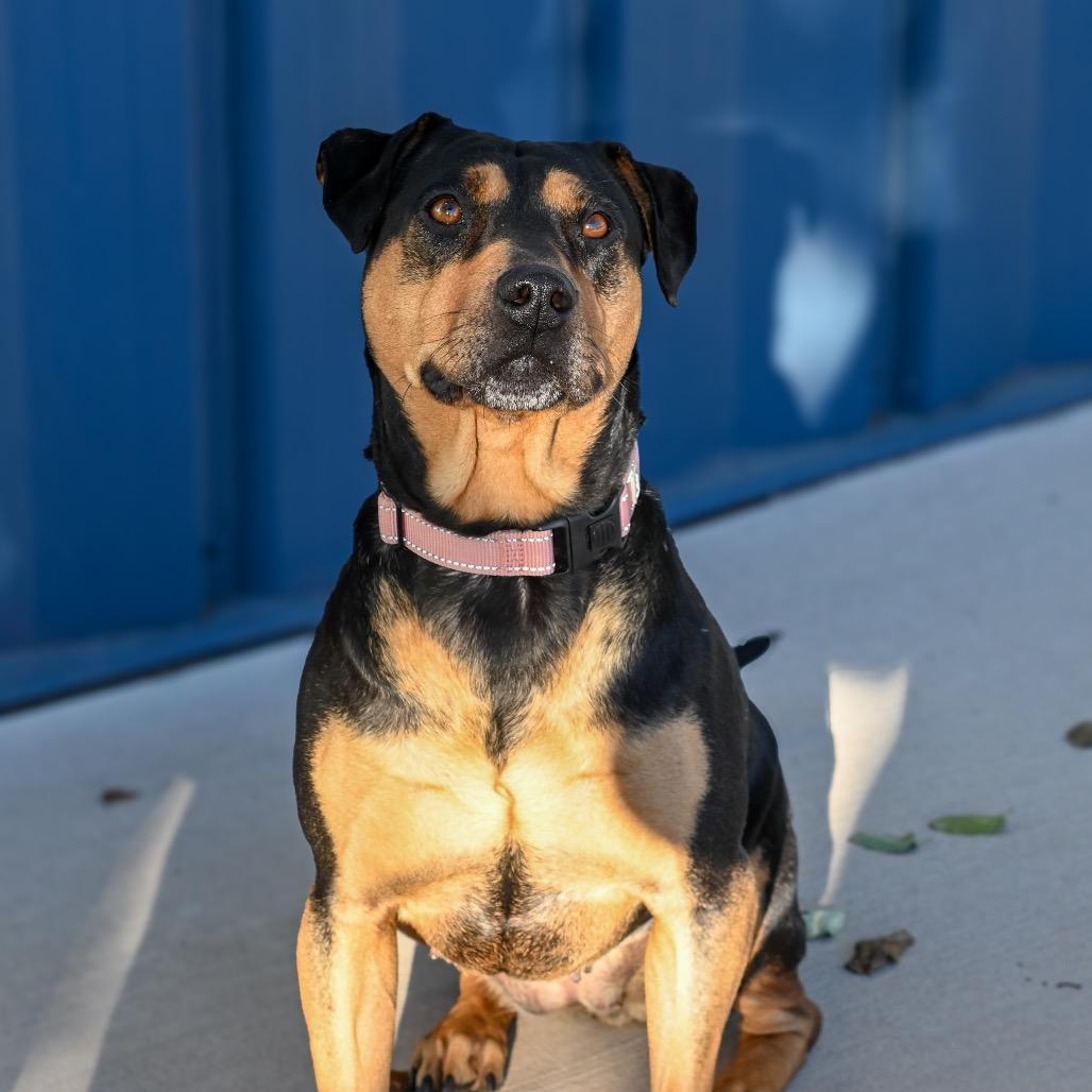 Enlarge Tanya, a Adoptable mixed breed in Albuquerque, NM image 3/6
