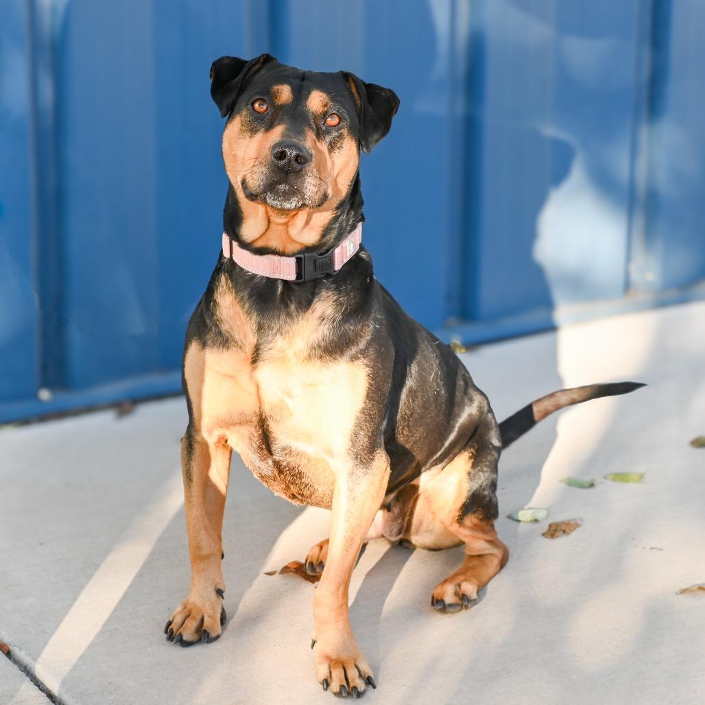 Enlarge Tanya, a Adoptable mixed breed in Albuquerque, NM image 4/6