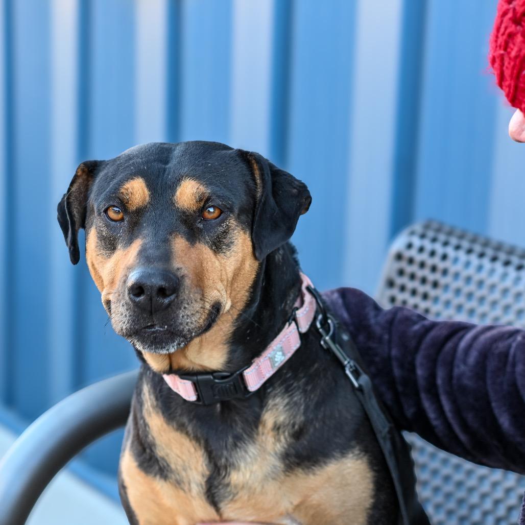 Enlarge Tanya, a Adoptable mixed breed in Albuquerque, NM image 6/6