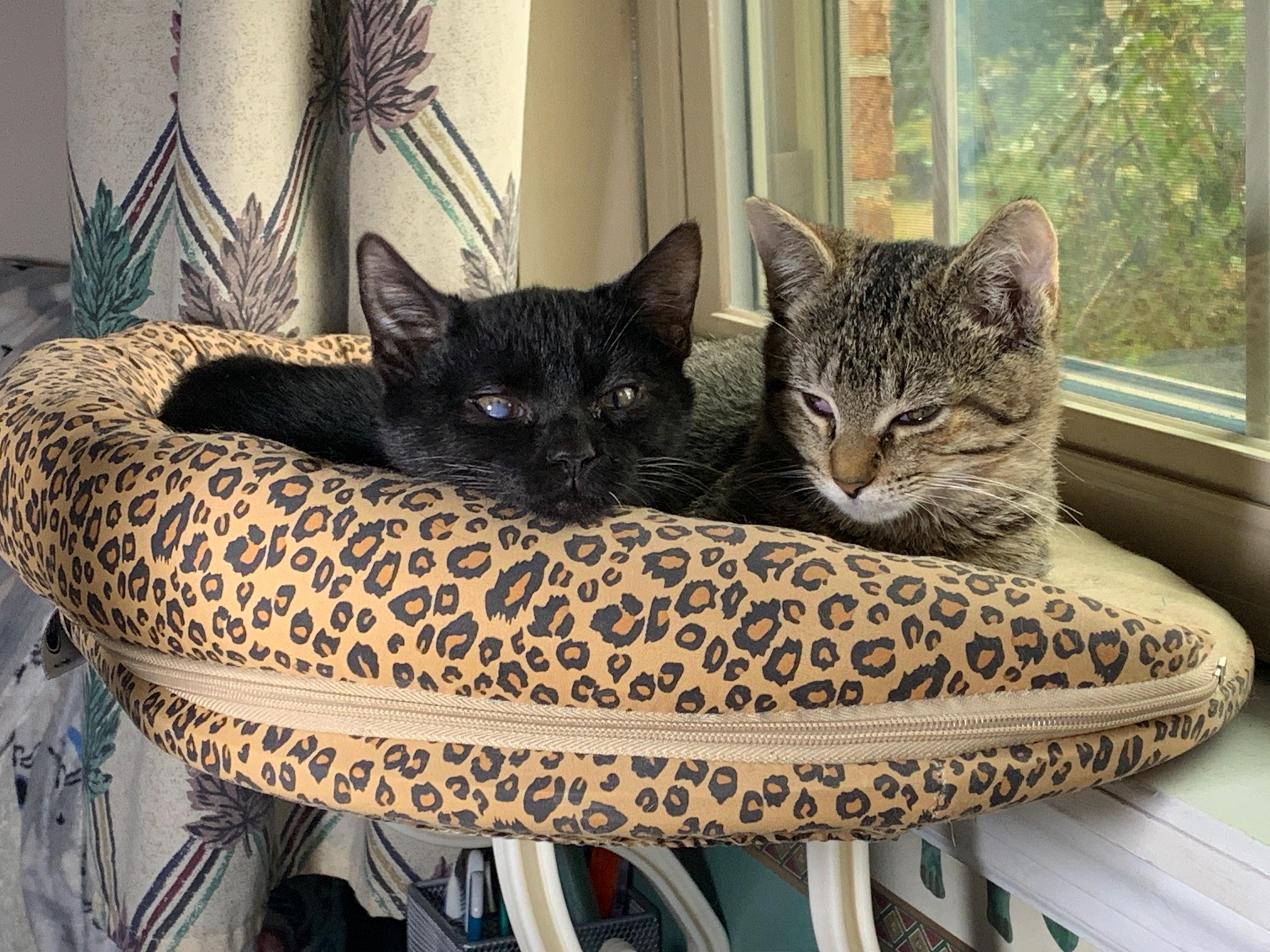 Enlarge Tucker, a Adoptable mixed breed in Bonaire, GA image 6/6