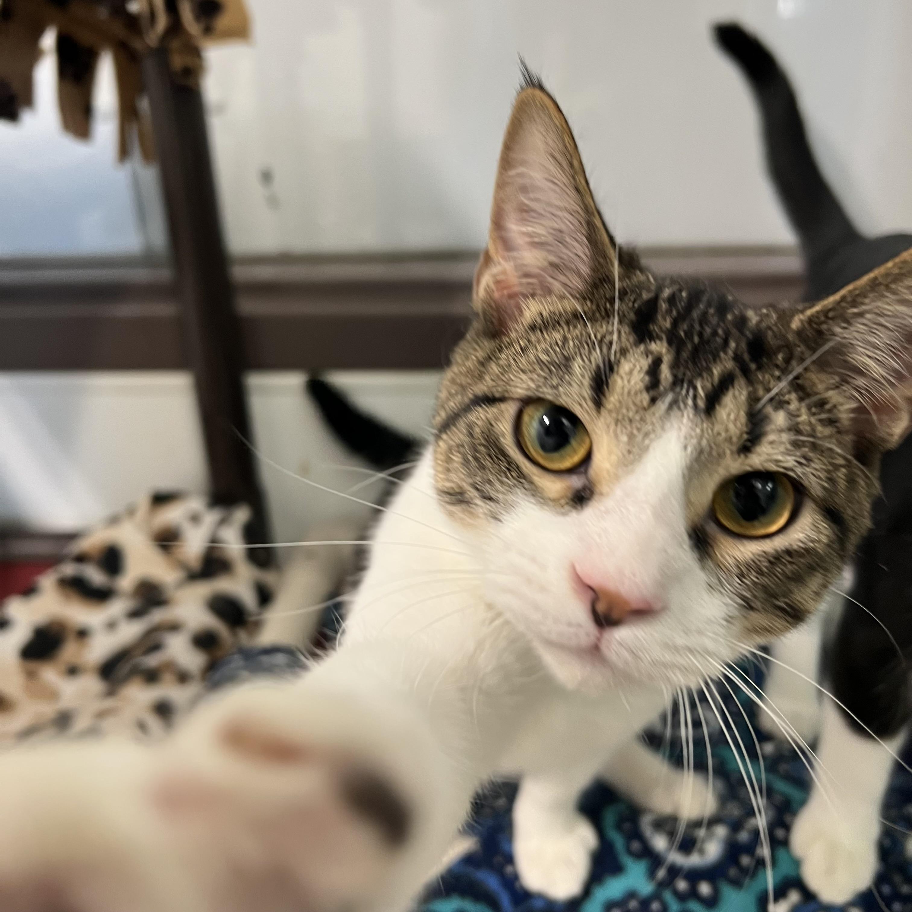 Orion, Adoptable, Young Male Domestic Short Hair.