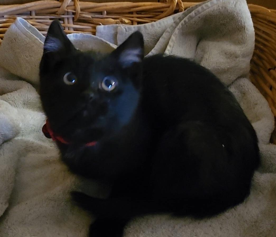 Diva, Adoptable, Young Female Domestic Short Hair.