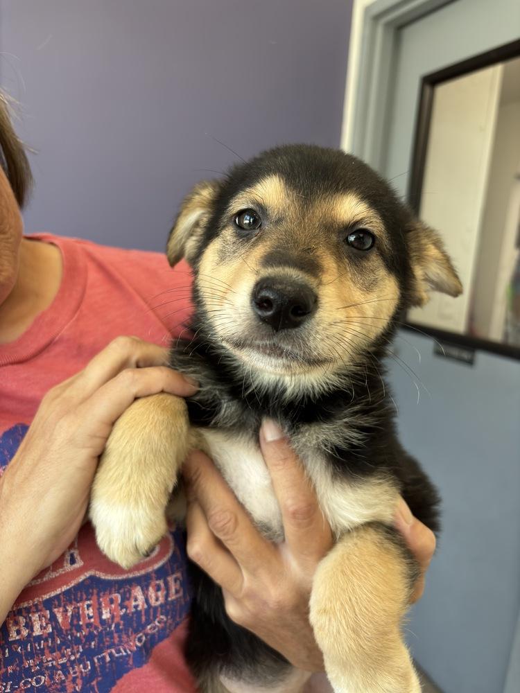 Enlarge Charm, a Adoptable German Shepherd Dog in Suamico, WI image 2/2