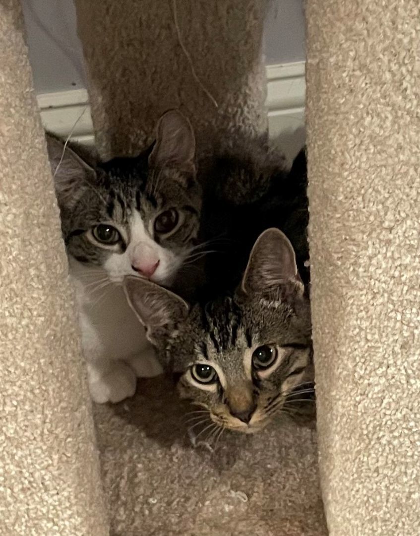 Enlarge Lotus (LE), a Adoptable Domestic Short Hair in Little Falls, NJ image 8/9