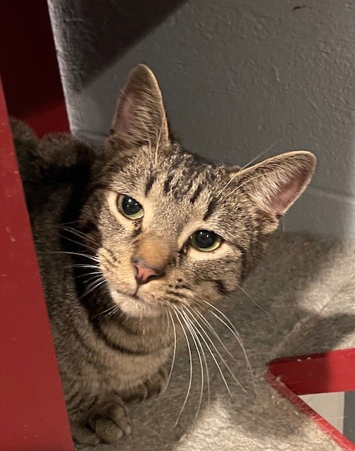 Lotus (LE), a Adoptable Domestic Short Hair in Little Falls, NJ image 1/9