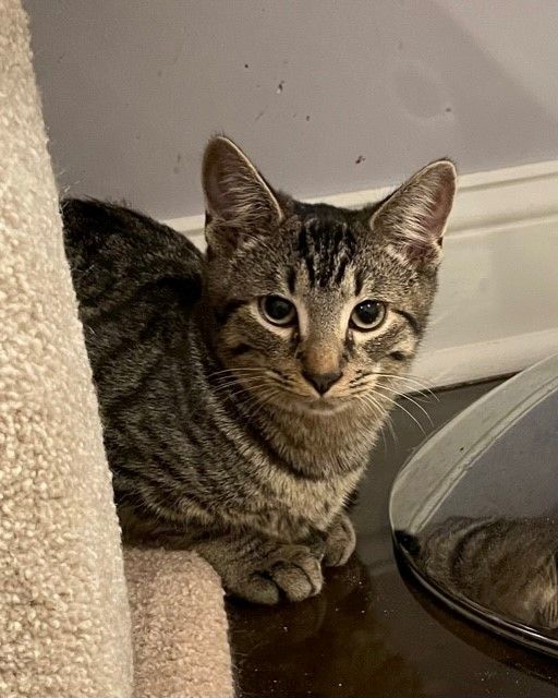 Enlarge Lotus (LE), a Adoptable Domestic Short Hair in Little Falls, NJ image 9/9