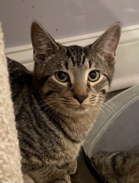 Enlarge Lotus (LE), a Adoptable Domestic Short Hair in Little Falls, NJ image 7/9