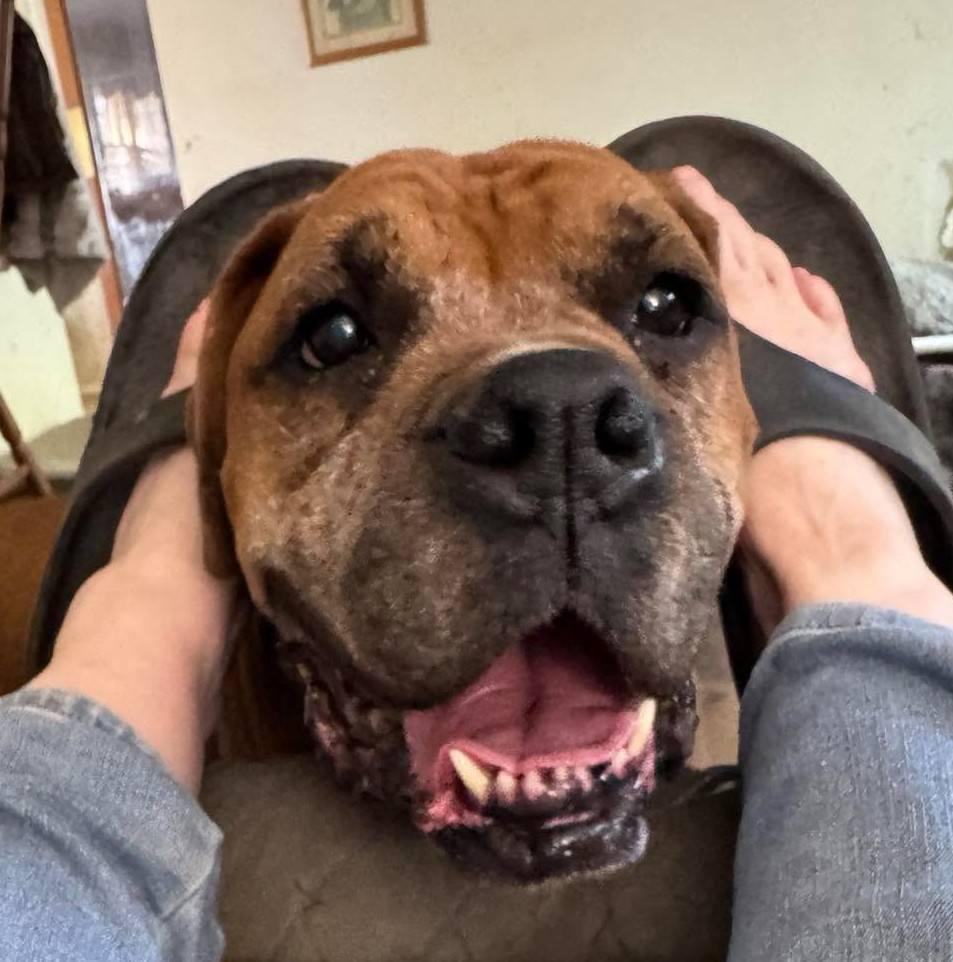 Enlarge Danny - FOSTER OR ADOPT ME WITH SANDY!!, a Adoptable Boxer in Shakopee, MN image 2/3