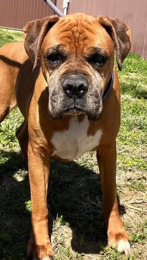 Enlarge Danny - FOSTER OR ADOPT ME WITH SANDY!!, a Adoptable Boxer in Shakopee, MN image 3/3