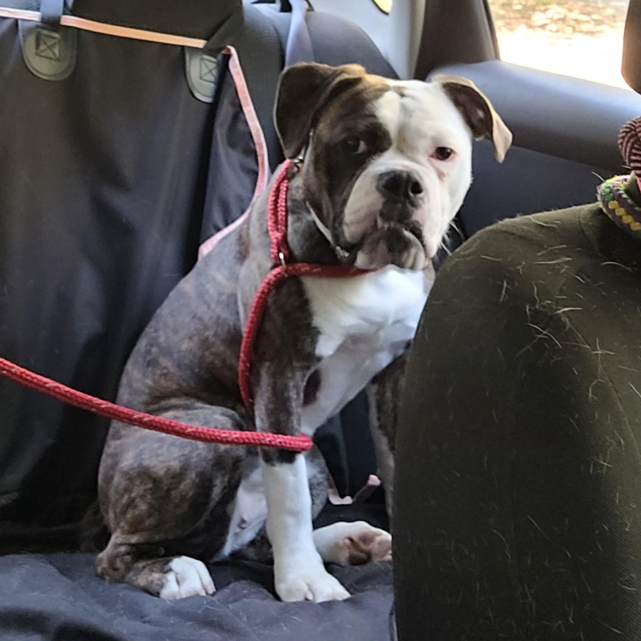 Ruby, a Adoptable English Bulldog in Flintstone, GA image 2/4