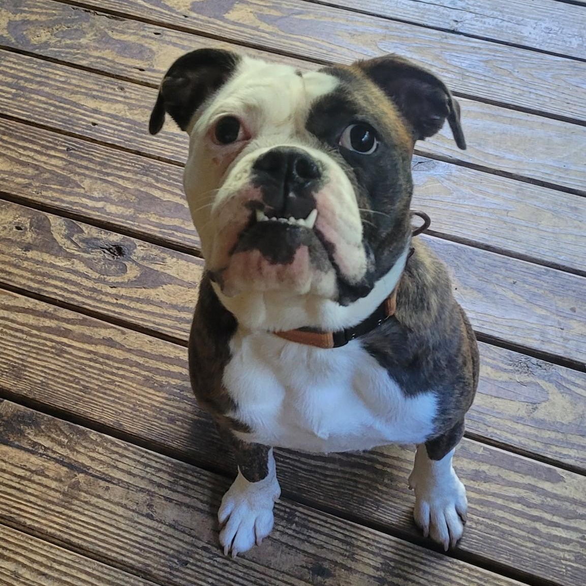 Ruby, a Adoptable English Bulldog in Flintstone, GA image 1/4