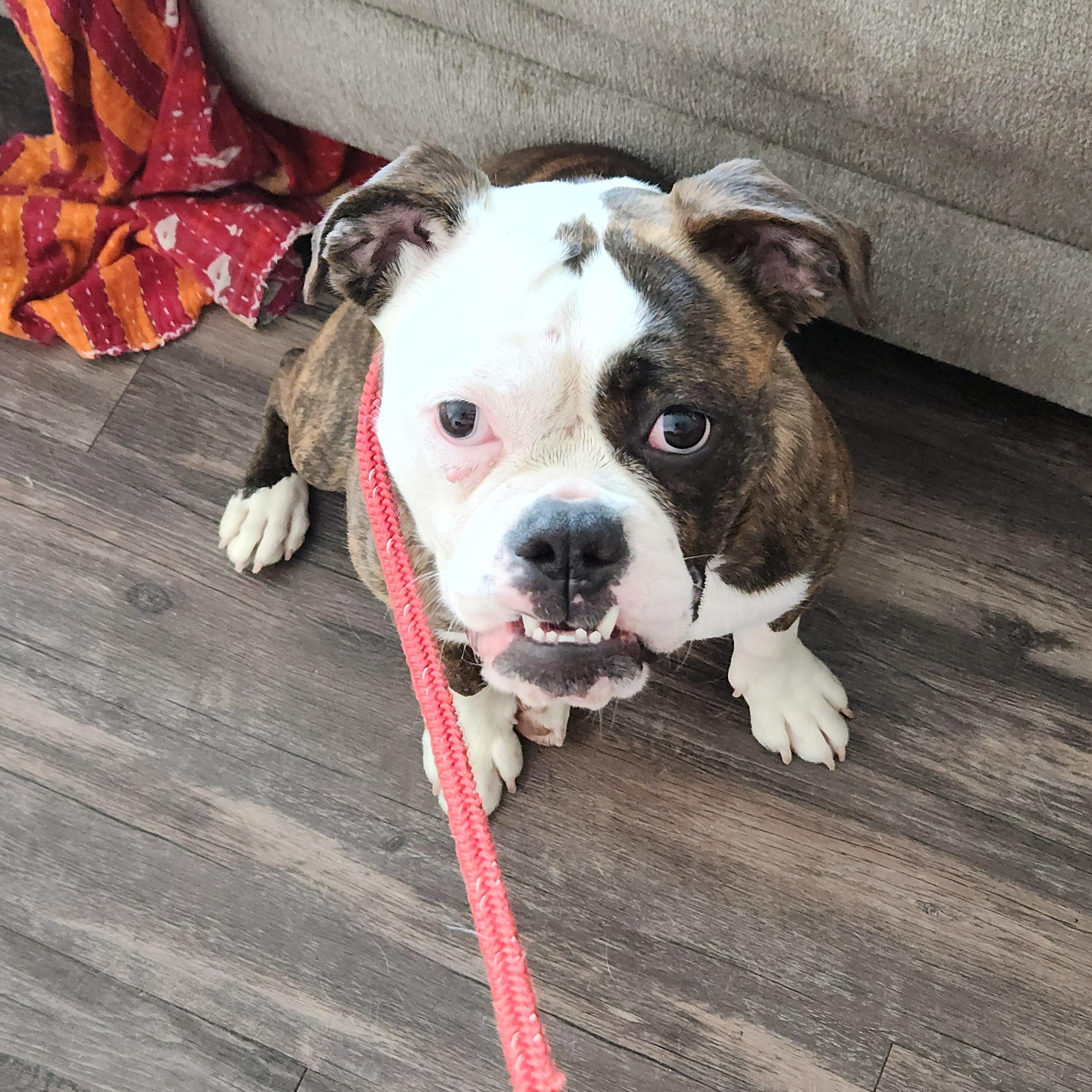 Ruby, a Adoptable English Bulldog in Flintstone, GA image 3/4