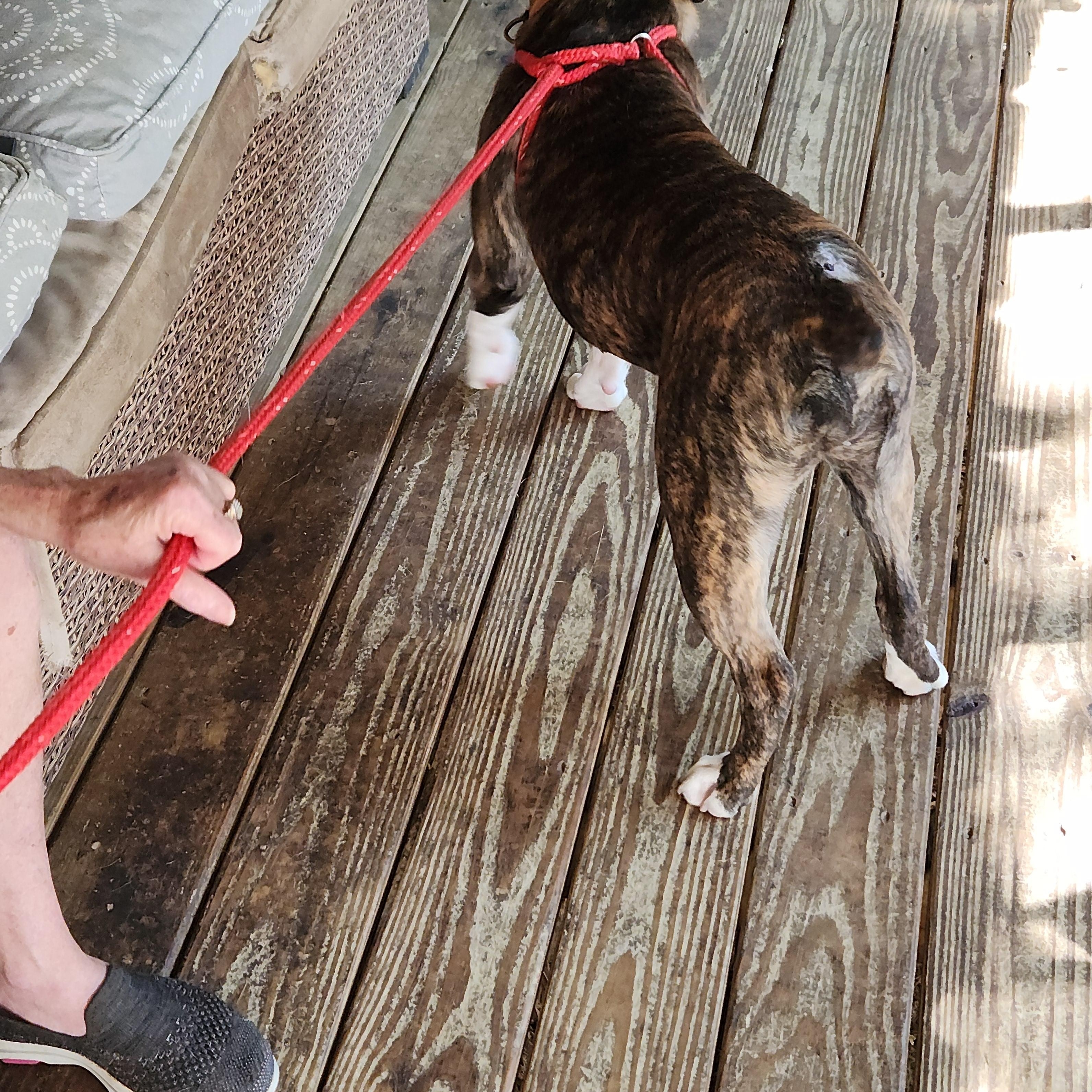 Ruby, a Adoptable English Bulldog in Flintstone, GA image 4/4