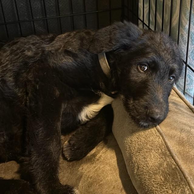 Enlarge Bramble, a Adoptable mixed breed in Othello, WA image 1/2