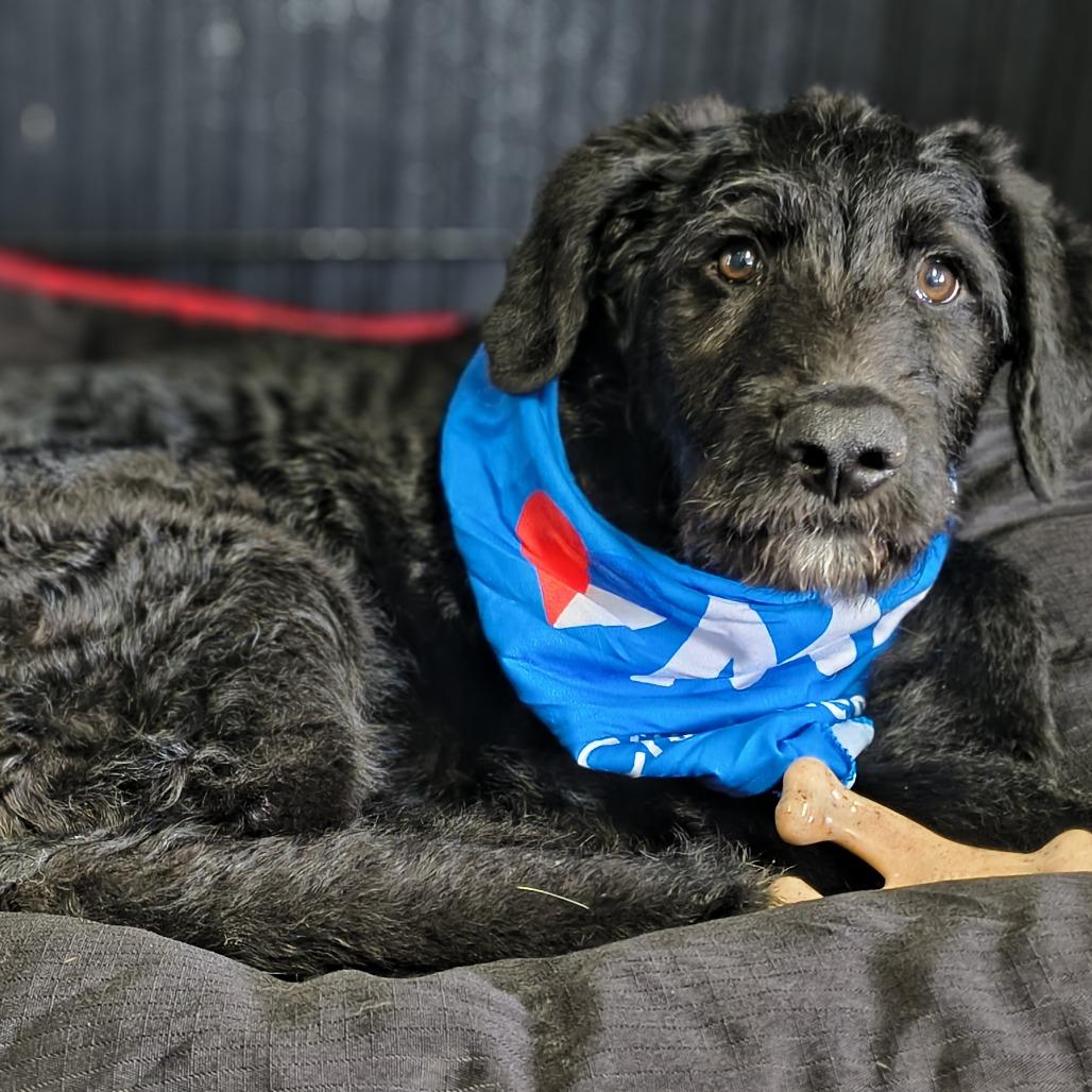 Enlarge Bramble, a Adoptable mixed breed in Othello, WA image 2/2