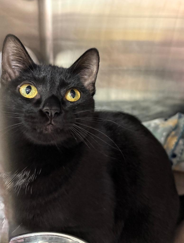 Belle, Adoptable, Young Female Domestic Short Hair.