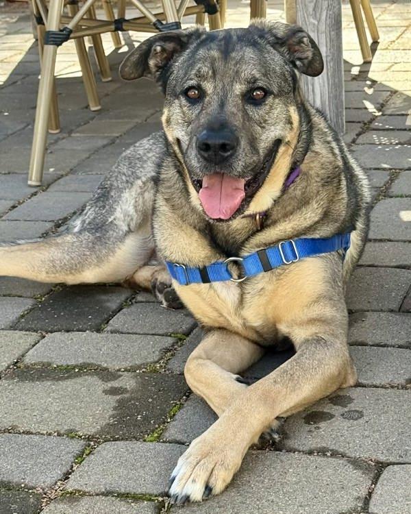 Mia, Adoptable, Adult Female German Shepherd Dog & Rottweiler.