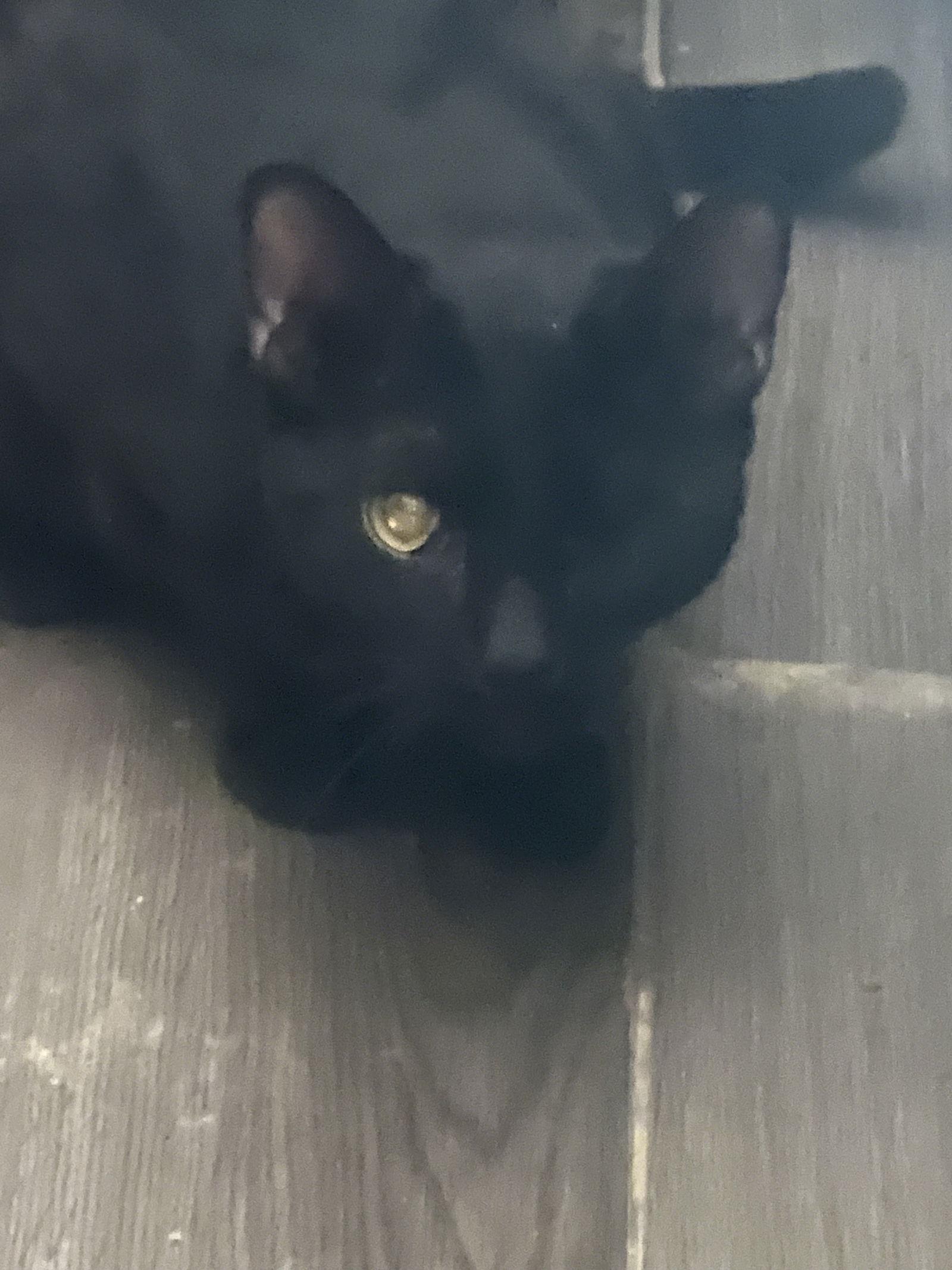 Enlarge Binx, a Adoptable Domestic Short Hair in Glendale, AZ image 1/1