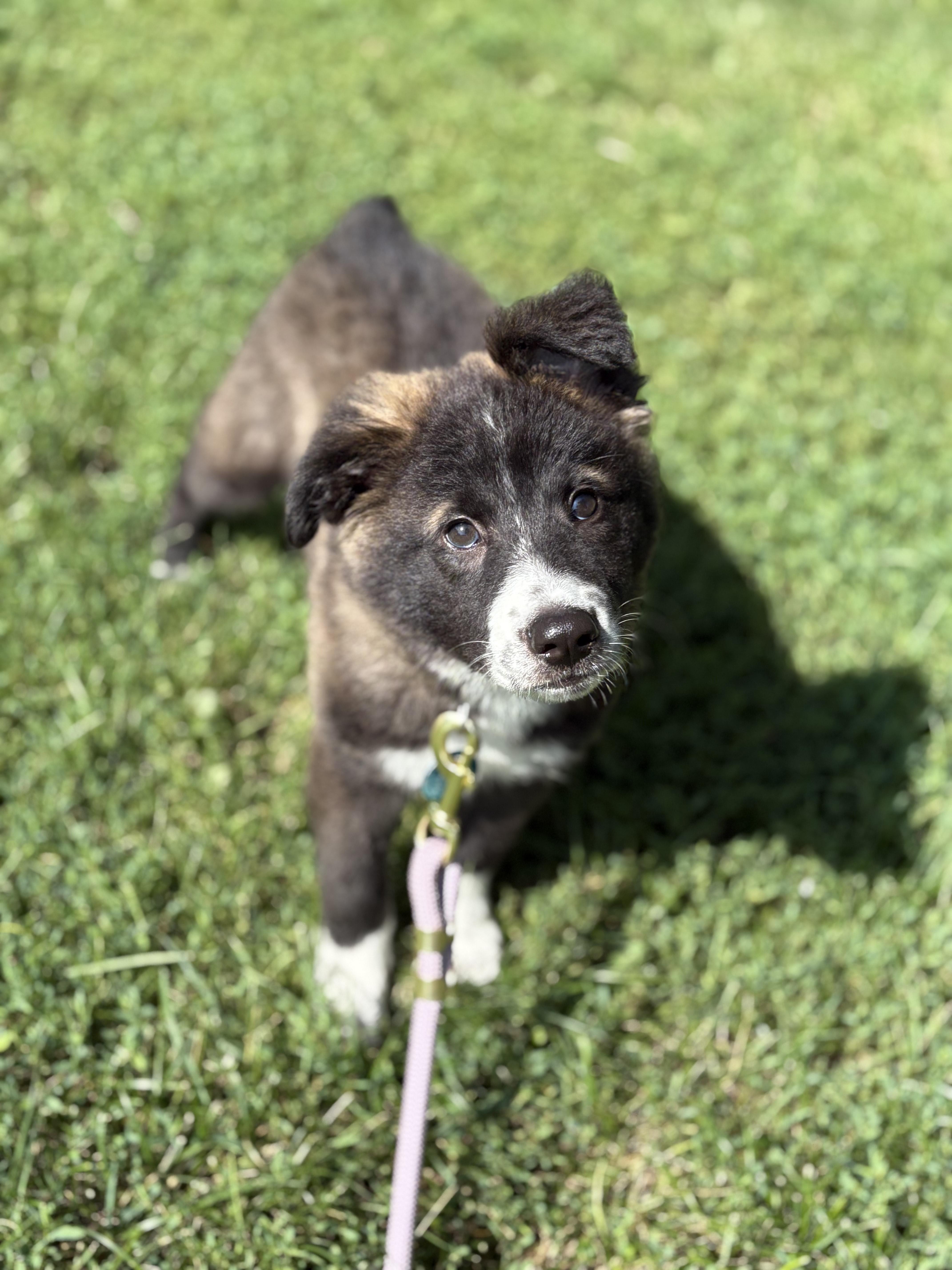 Willow photo 3