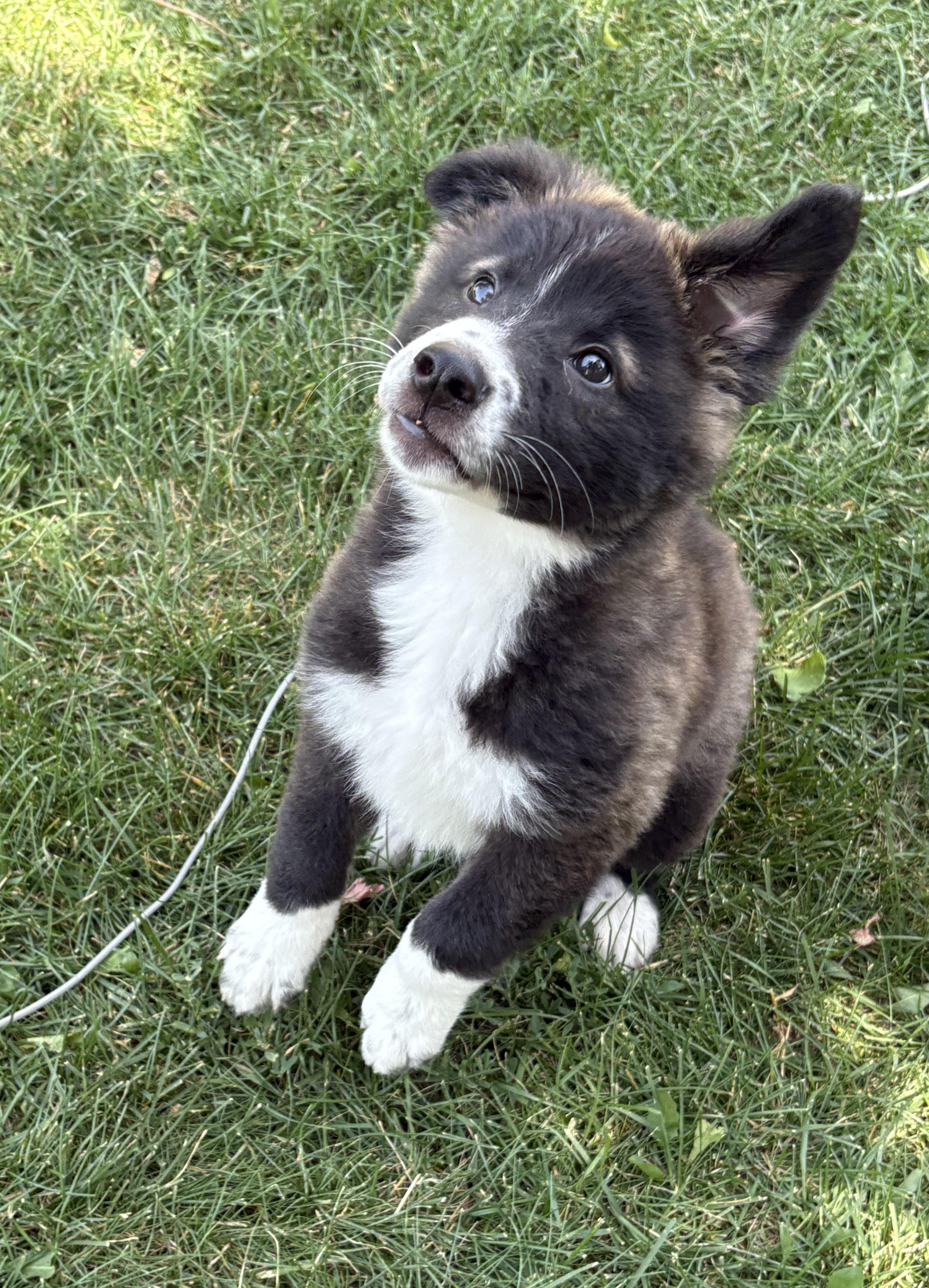 Willow, Baby Female unknown