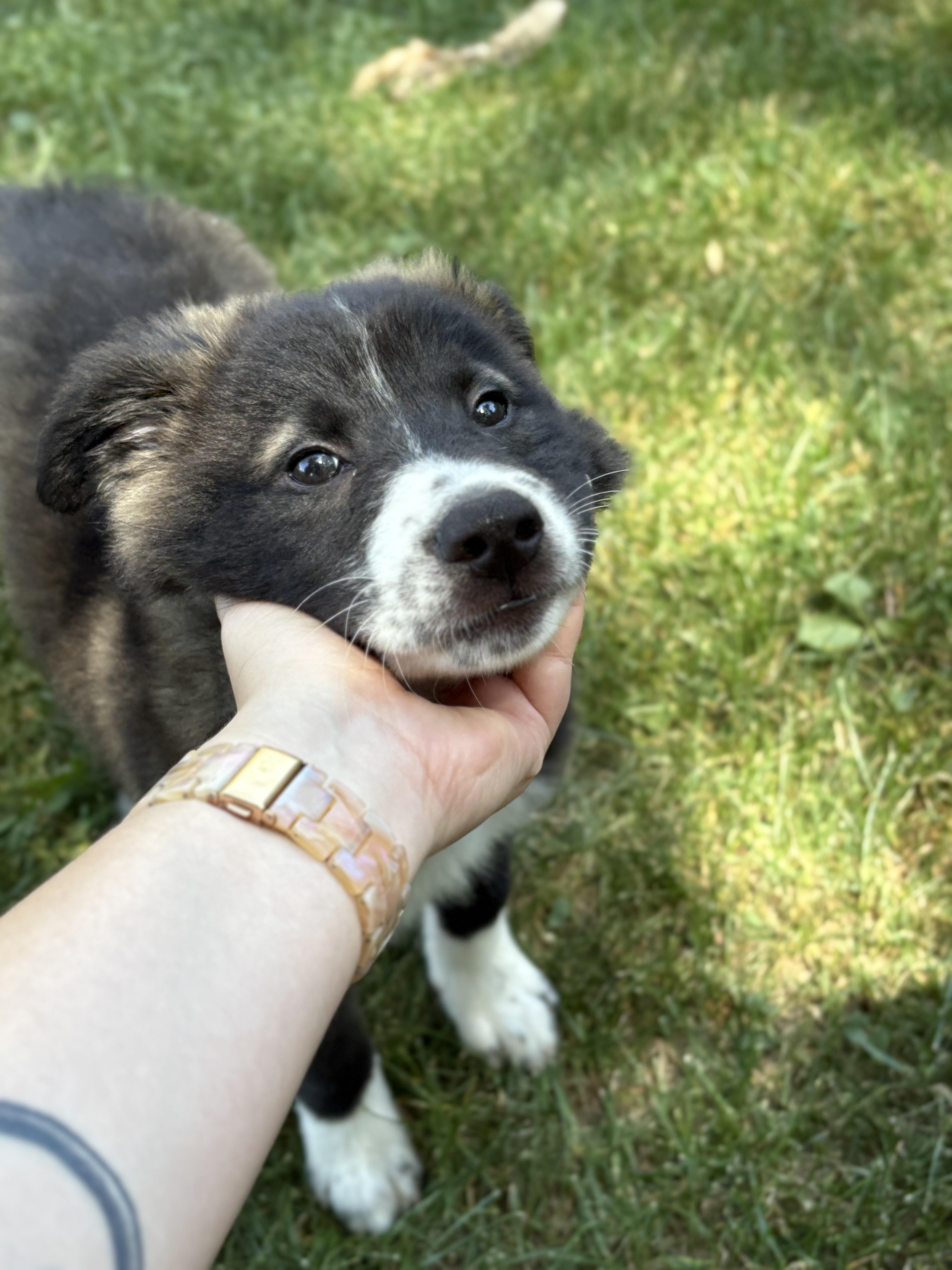 Willow photo 5