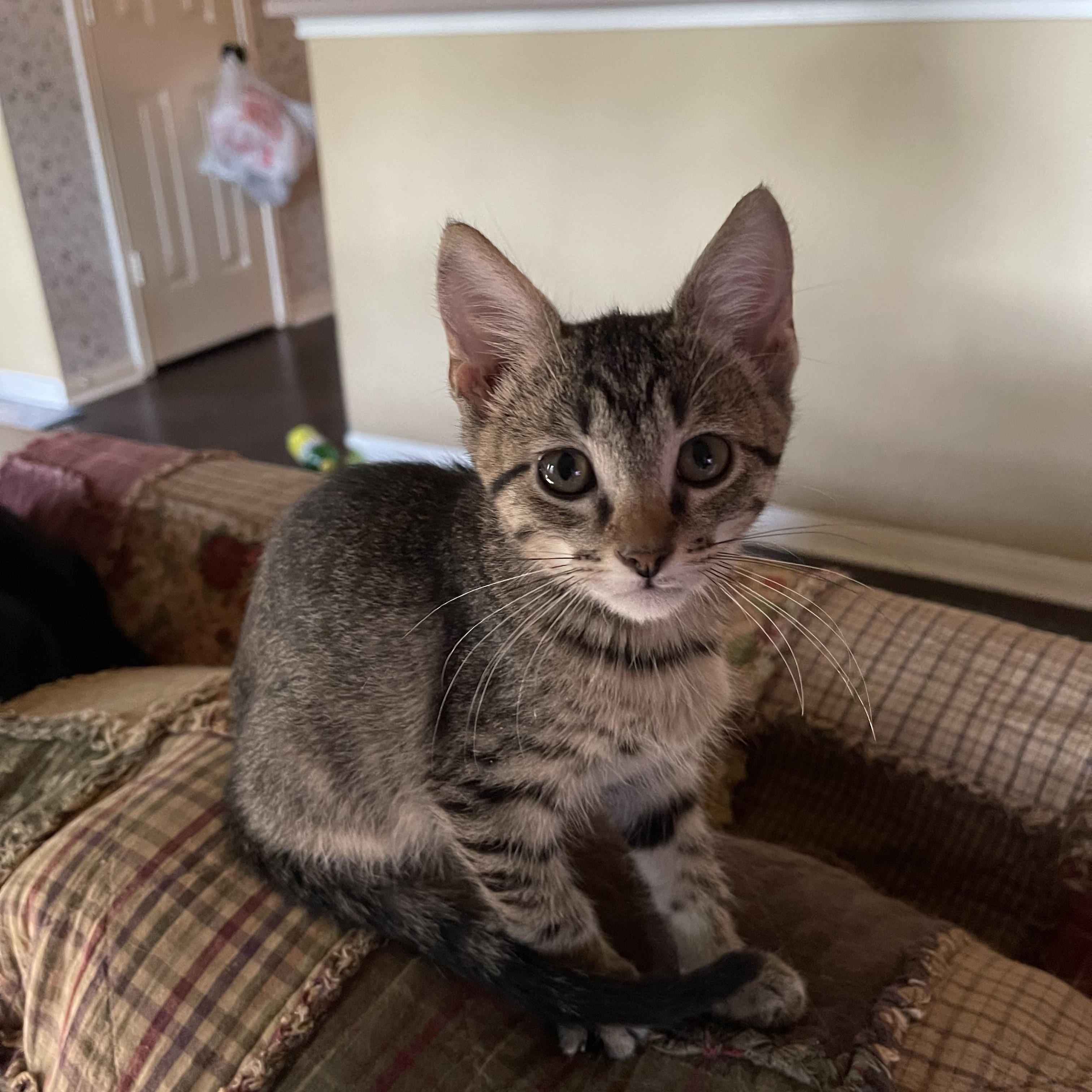 Checkers, ADOPTABLE, Young Male Domestic Short Hair.