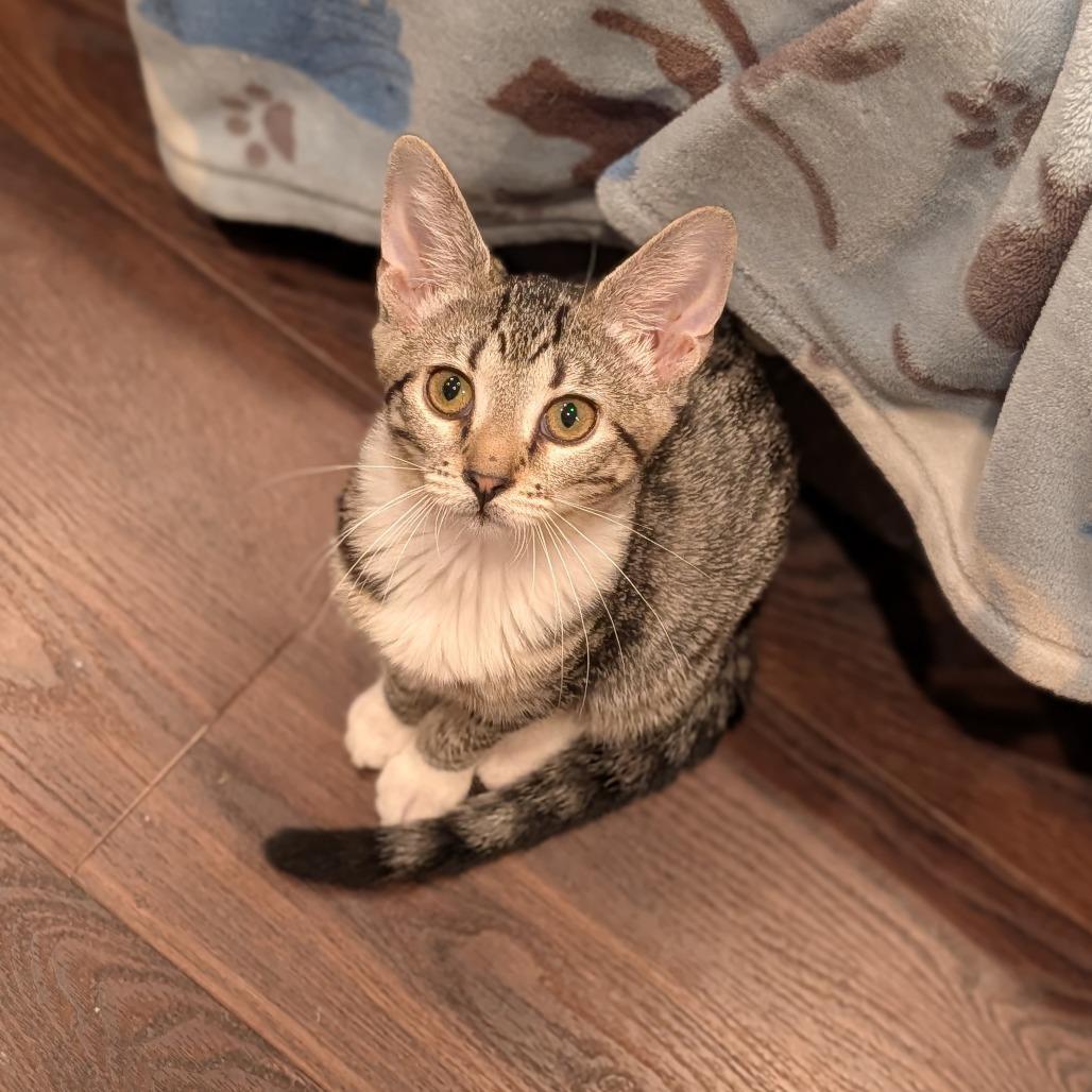 Enlarge Derriere, a Adoptable Domestic Short Hair in Cape Girardeau, MO image 2/3
