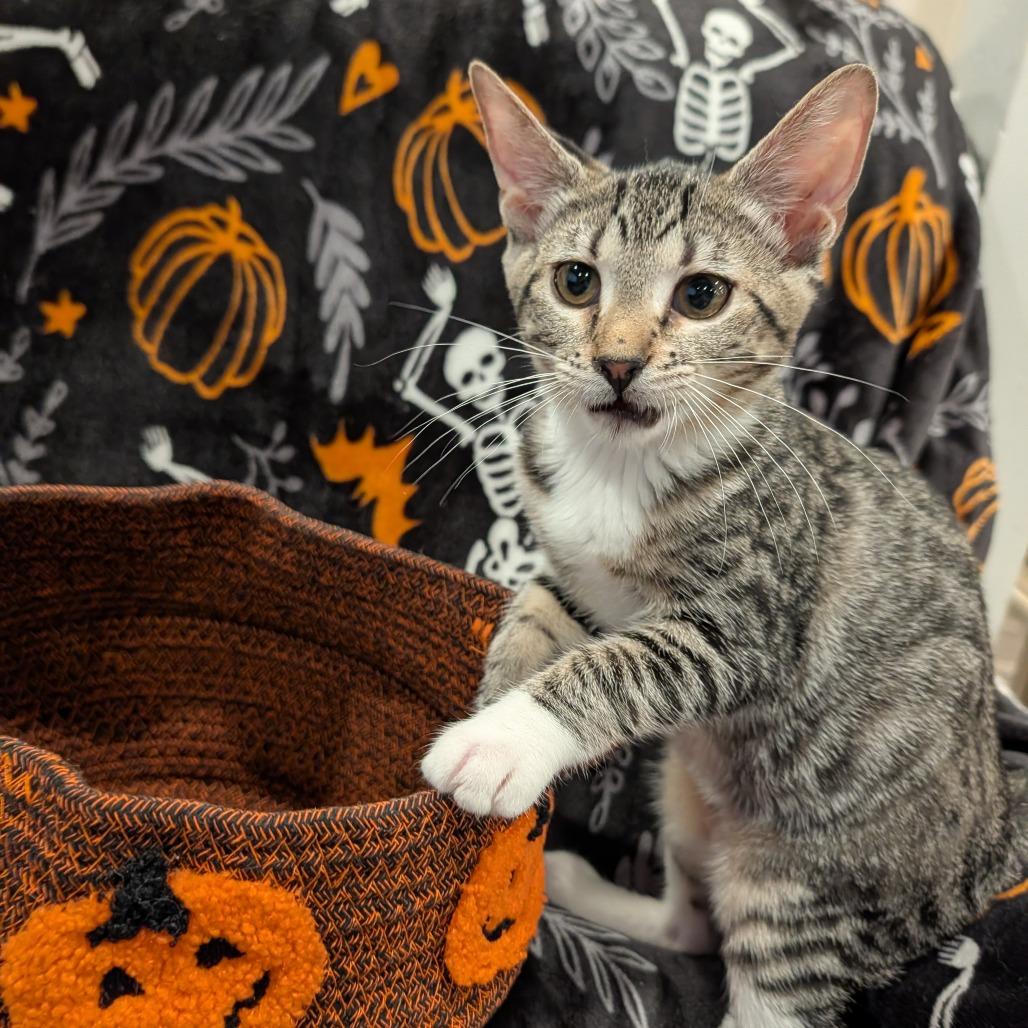 Enlarge Derriere, a Adoptable Domestic Short Hair in Cape Girardeau, MO image 3/3