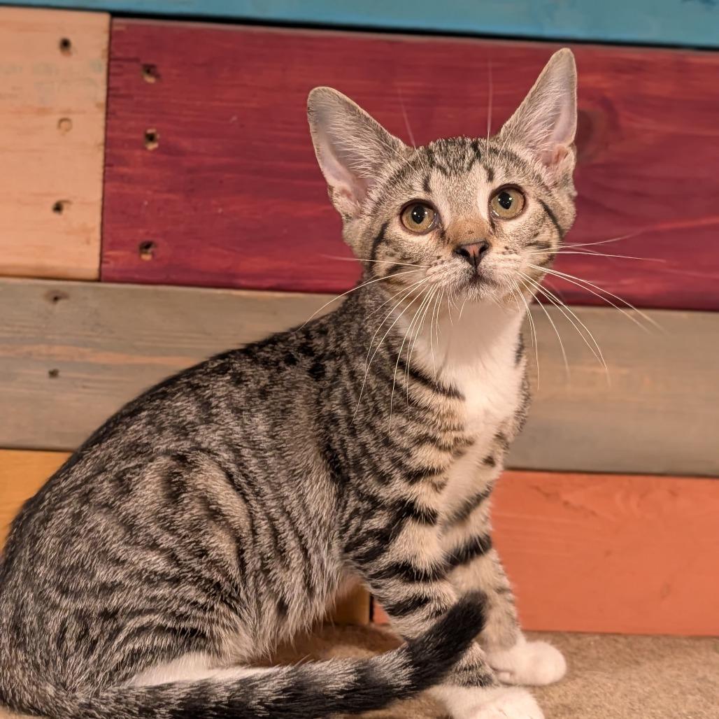 Enlarge Derriere, a Adoptable Domestic Short Hair in Cape Girardeau, MO image 1/3