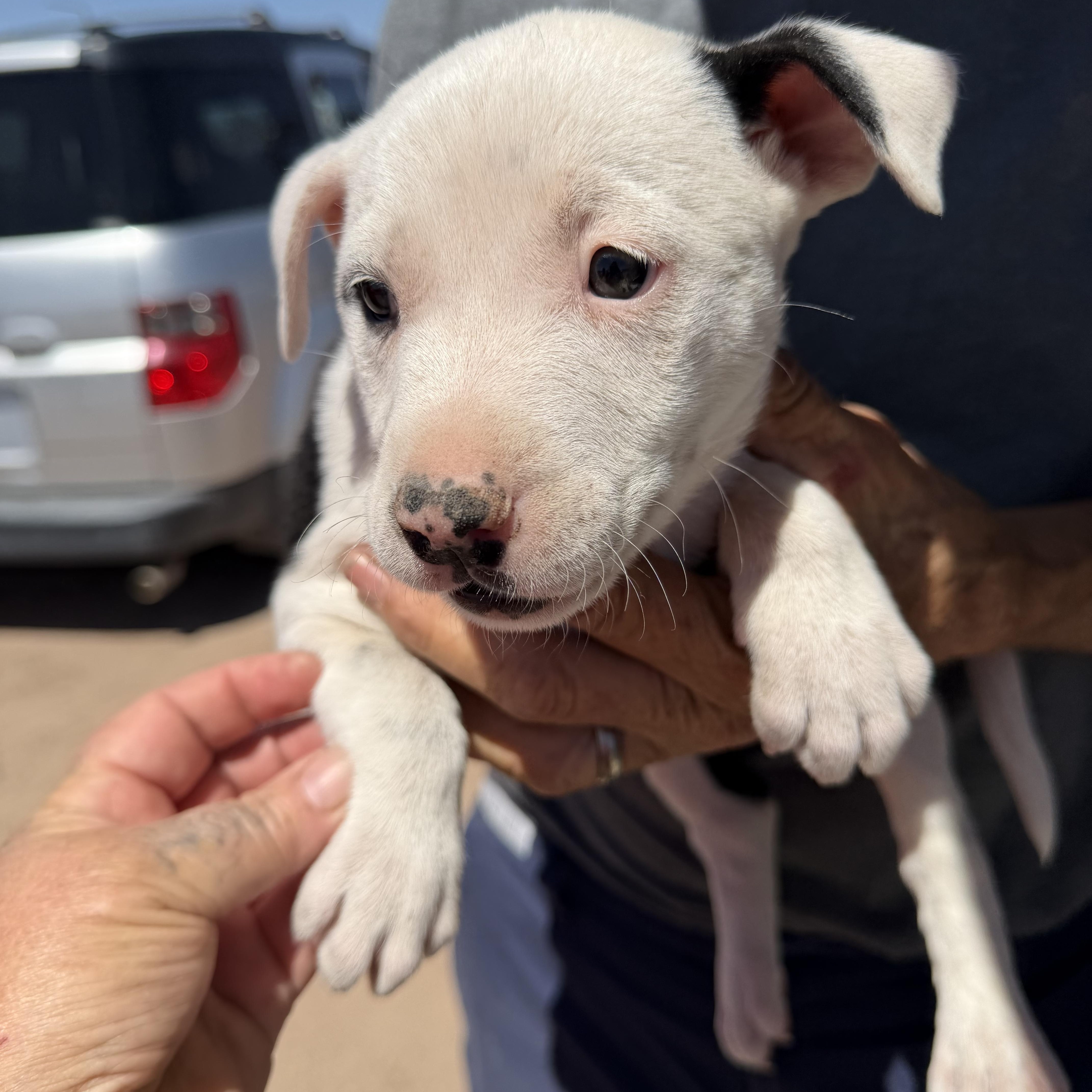 Saturn, ADOPTABLE, Puppy Female Labrador Retriever.