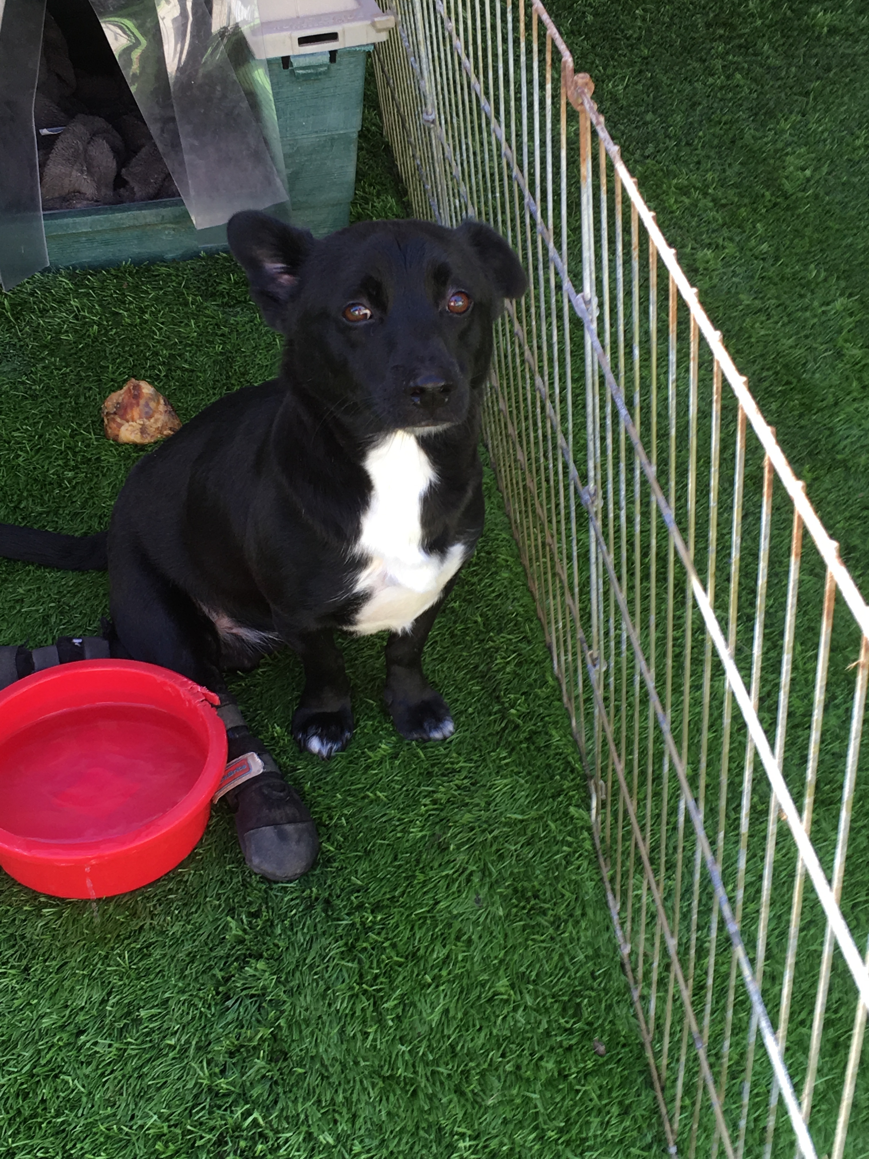 Maui, a Adoptable mixed breed in Imperial Beach, CA image 3/10