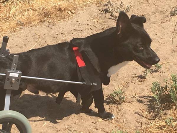 Maui, a Adoptable mixed breed in Imperial Beach, CA image 4/10